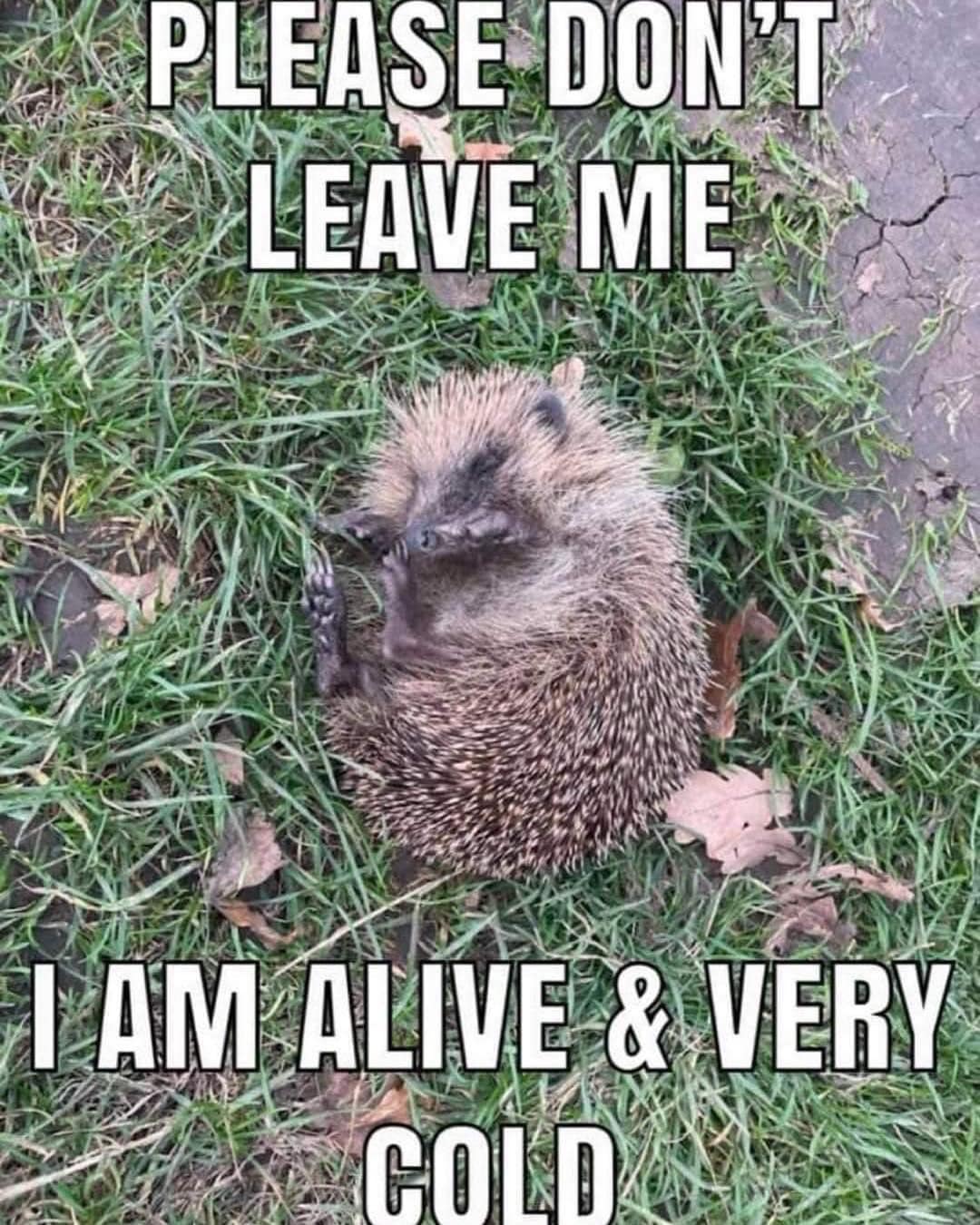 Lucky - DO NOT DELAY…. Please be aware that a Hedgehog in daylight is ...