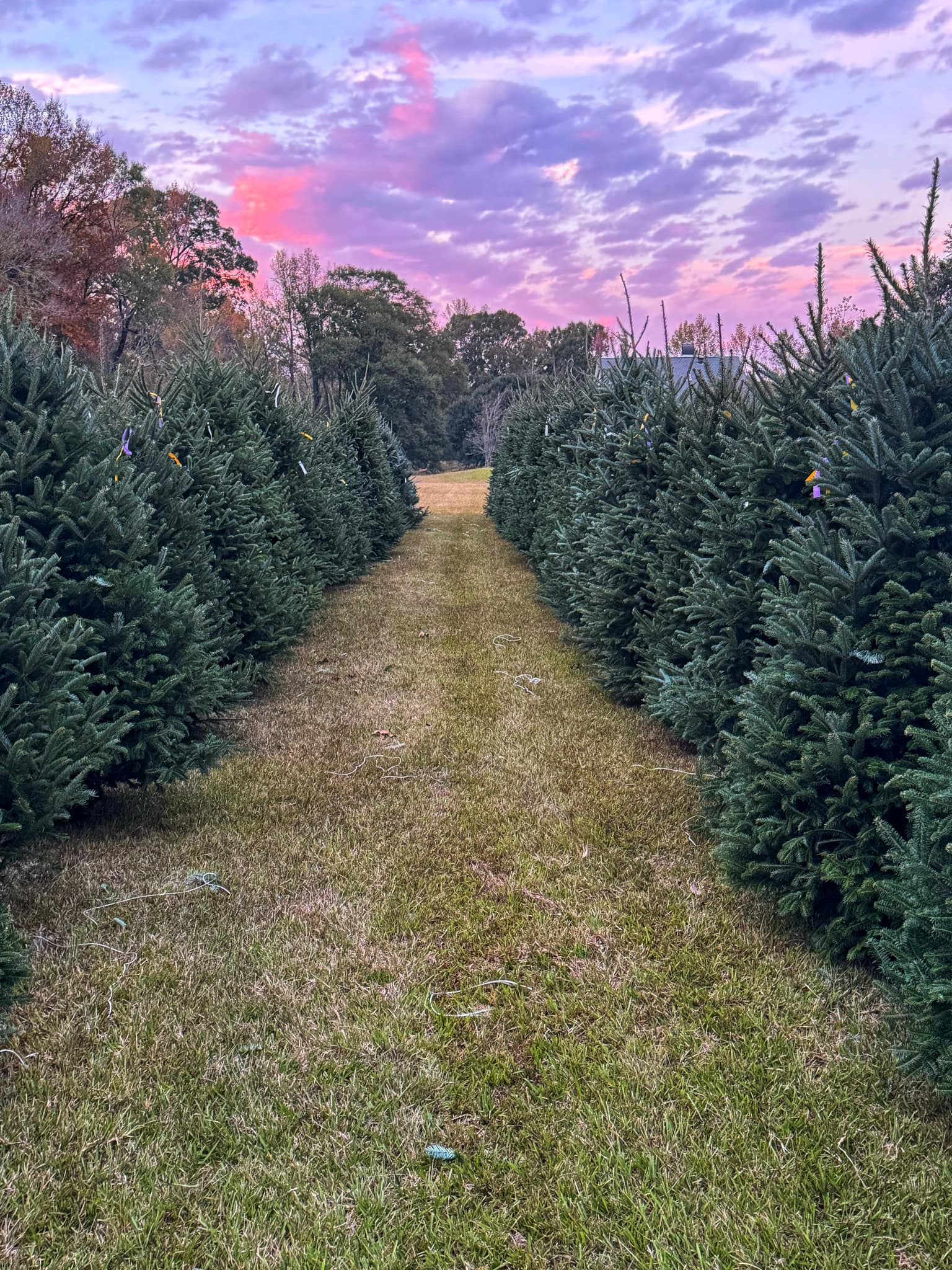 Kringlewood Christmas Tree Farm LLC | Zachary LA