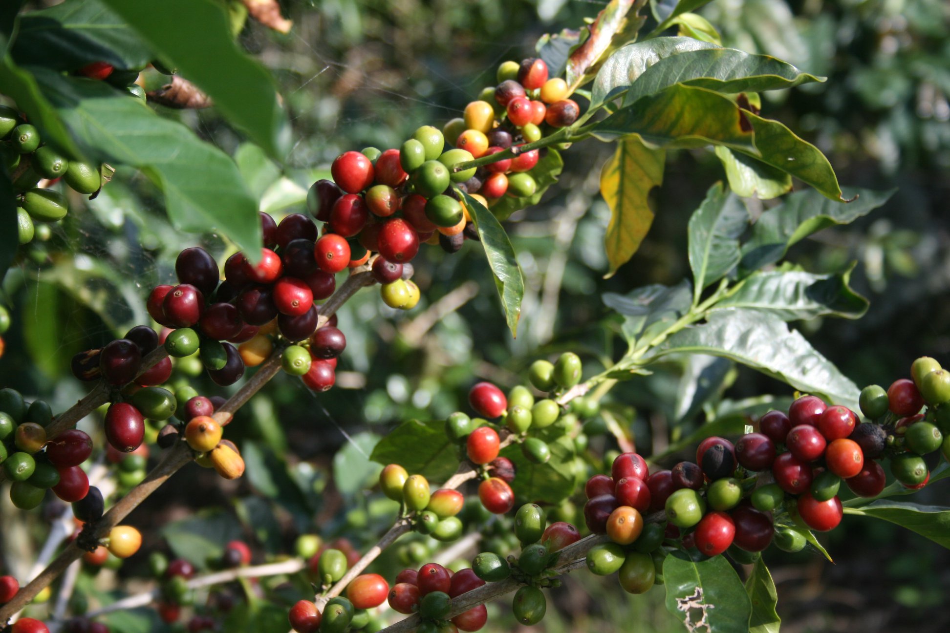 ACEMES - Associação Produtores de Cafés Especiais das Montanhas do ES