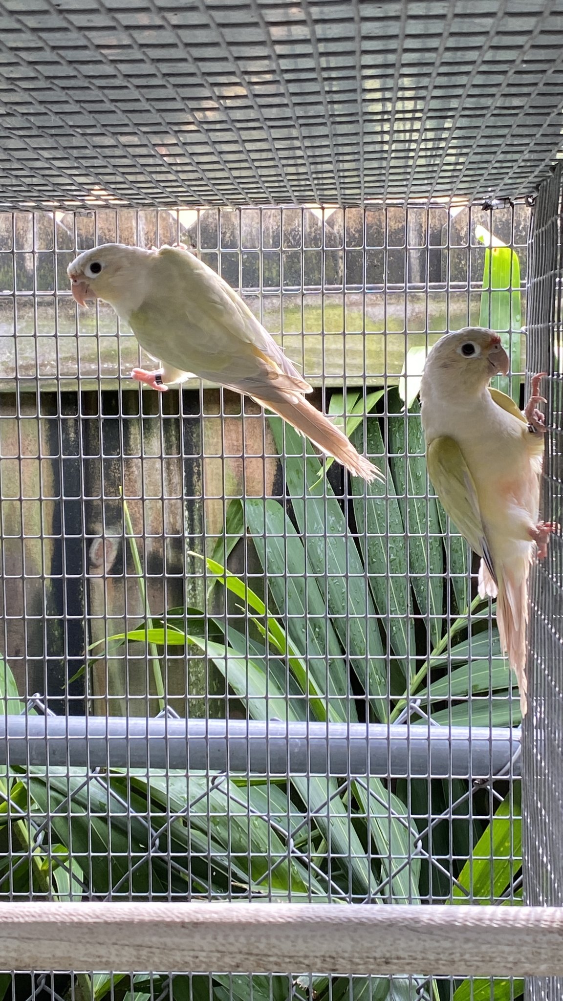 Global Birds Connection | Miami FL