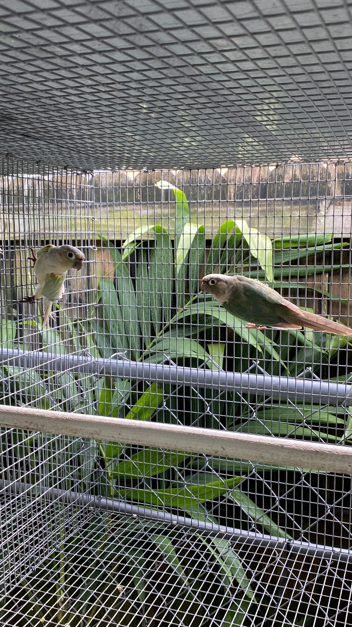 Global Birds Connection | Miami FL