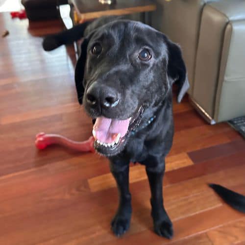 Labrador Retriever Rescue of Florida - Orlando/West Volusia