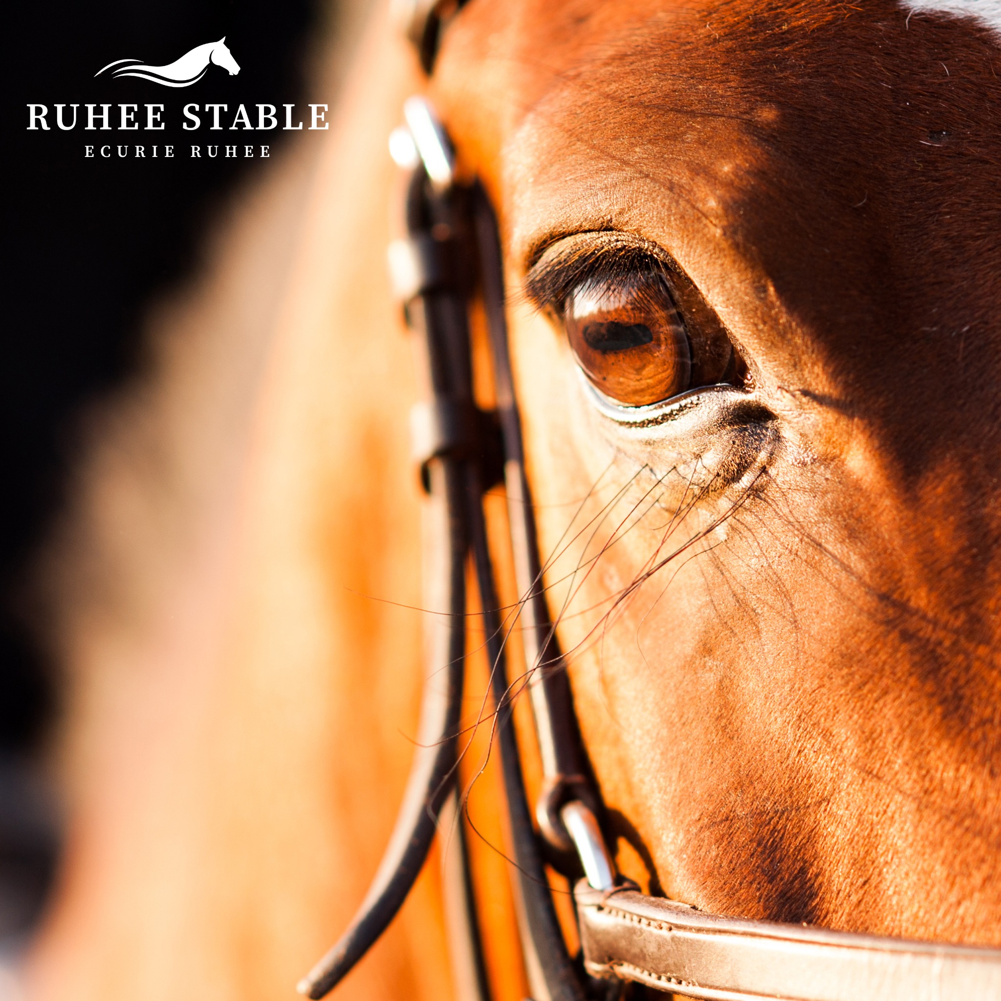 🏇 Opening Day – We’re Ready! 🏇... - Ruhee Stable Fans Club | Facebook