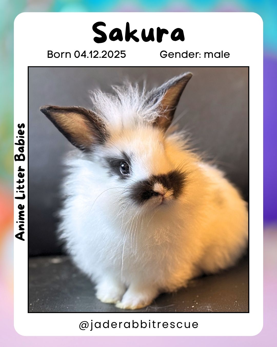 Jade Rabbit Small Animal Rescue