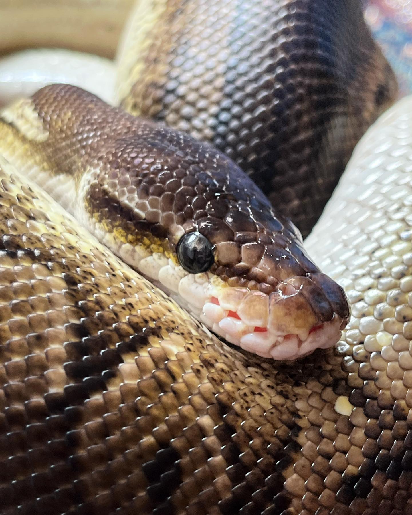 Stardust Snakes - Eve is so beautiful and one of the most hydrated ...