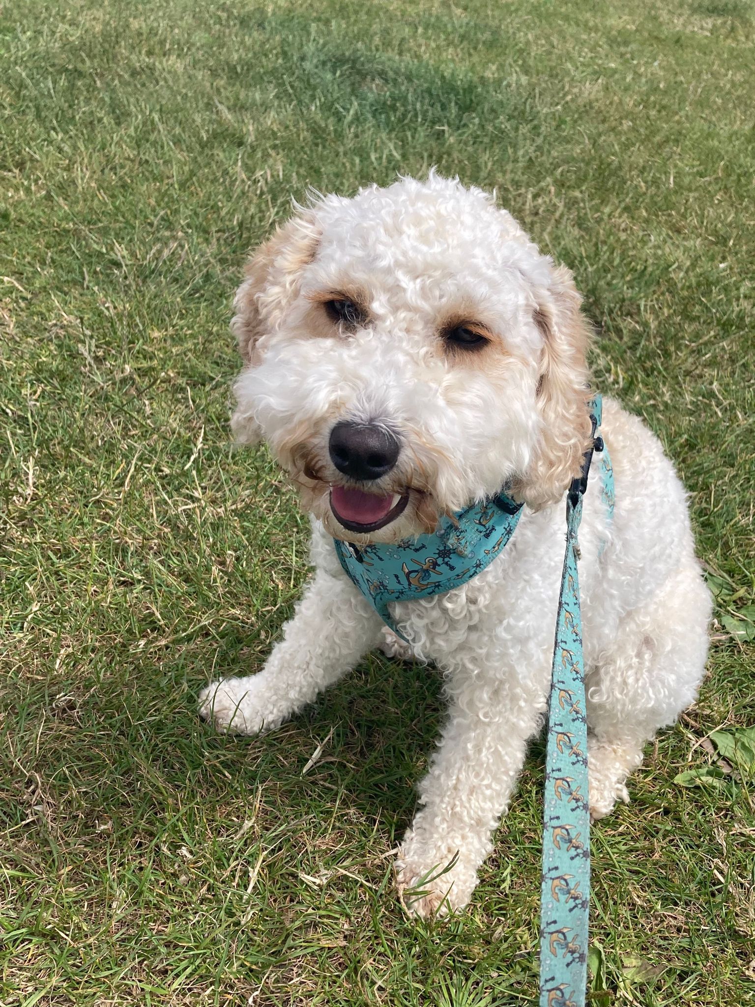 Cockapoo meet up North Wales