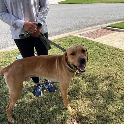 Labrador Retriever Rescue of Florida - Orlando/West Volusia