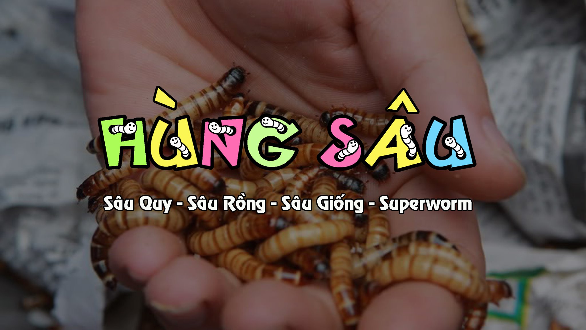 Sâu Rồng, Sâu Quy, Sâu Giống Hà Nội - HÙNG SÂU | Hanoi