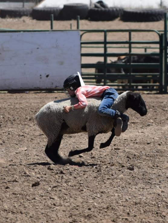 Mutton Busting | What breed of sheep is most commonly used for mutton ...