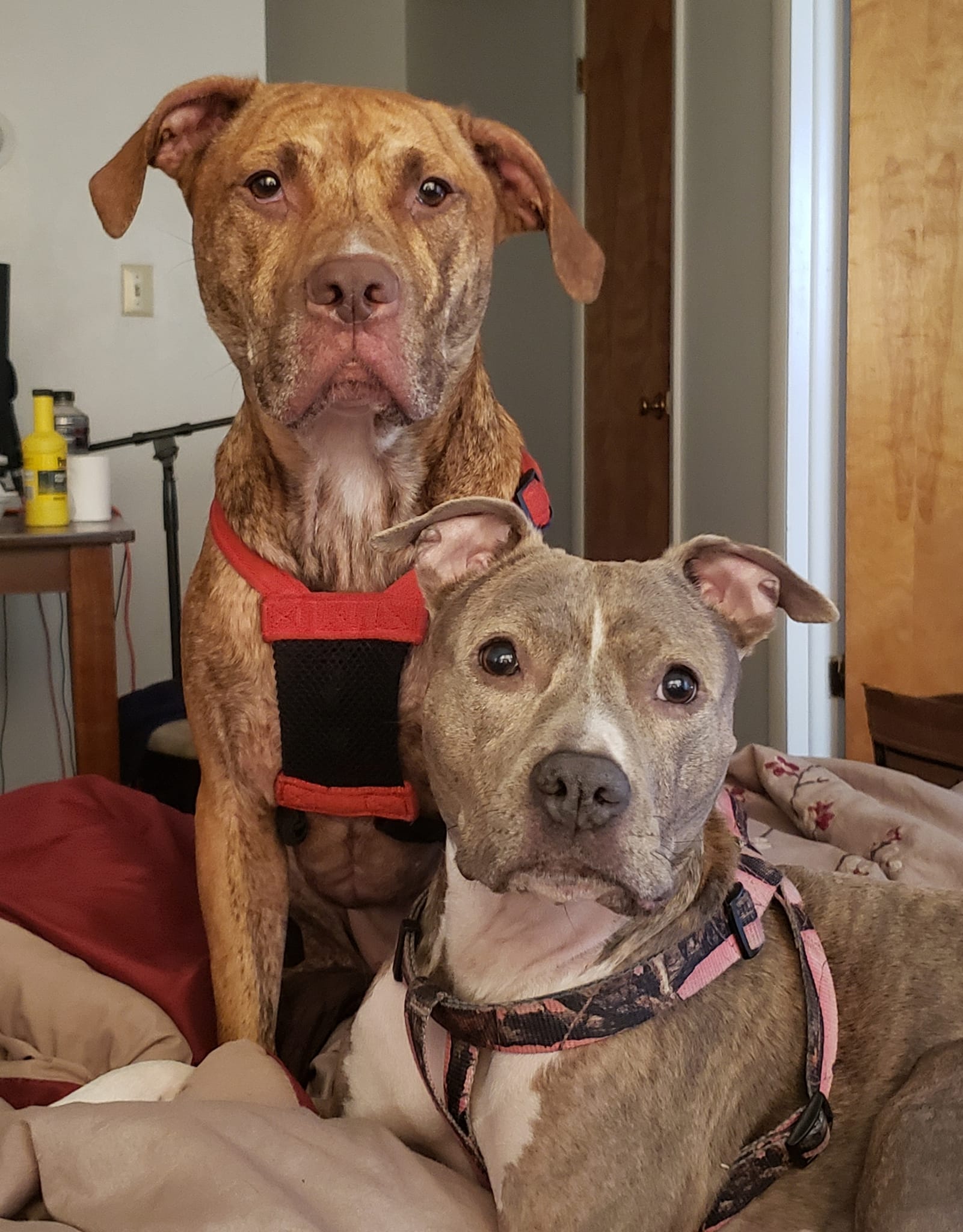 Meet Kong, the 150lb puppy set to become to world's BIGGEST pitbull 👊