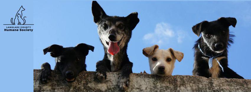 Langlade... - Langlade County Humane Society Dog Adoption Page