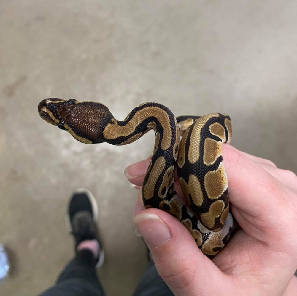 New Arrivals... - Pets & Aquatics at Dunbar Garden Centre | Facebook