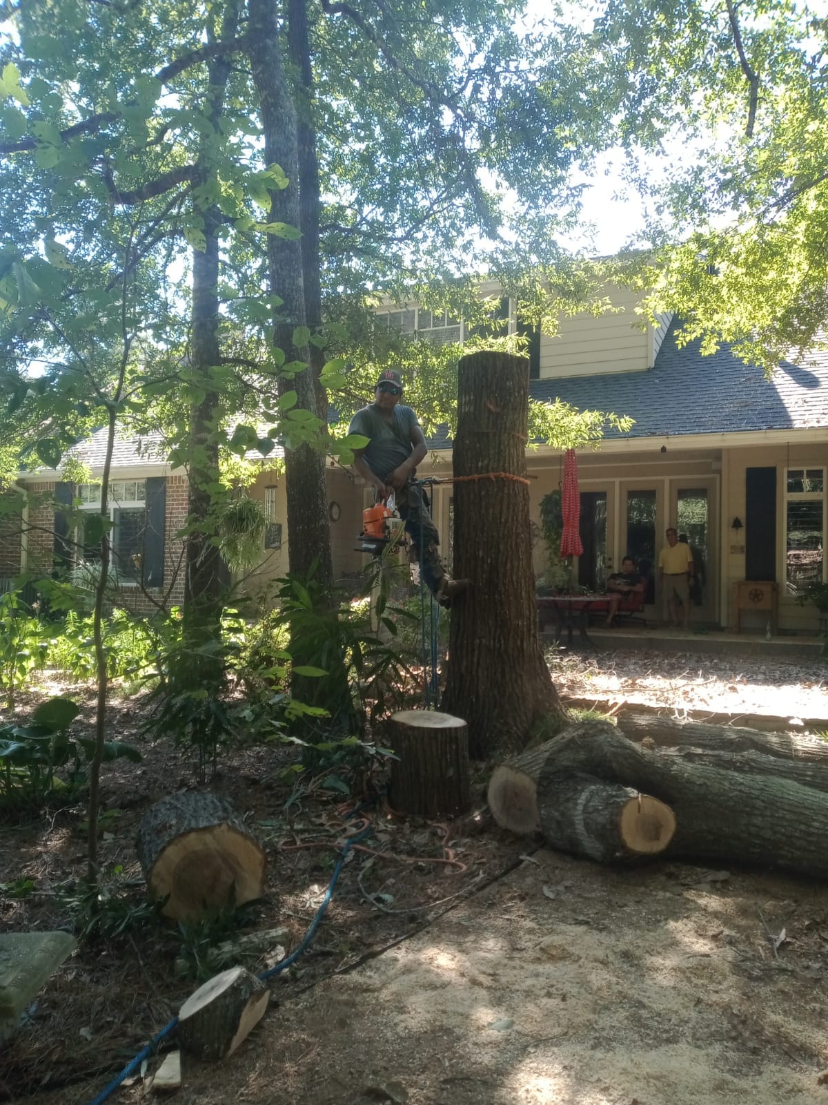 Francisco's Professional Tree Service