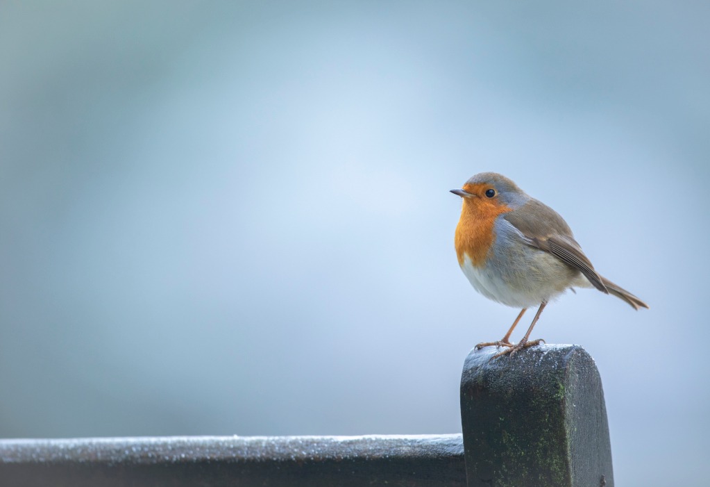 RSPB England - * Post your Robin photos below 👇 📸 * 👑... | Facebook