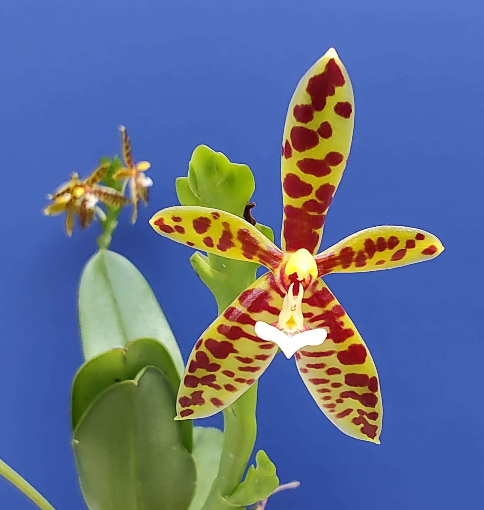 Phalaenopsis lamelligera 'Wilson' orchid blooms