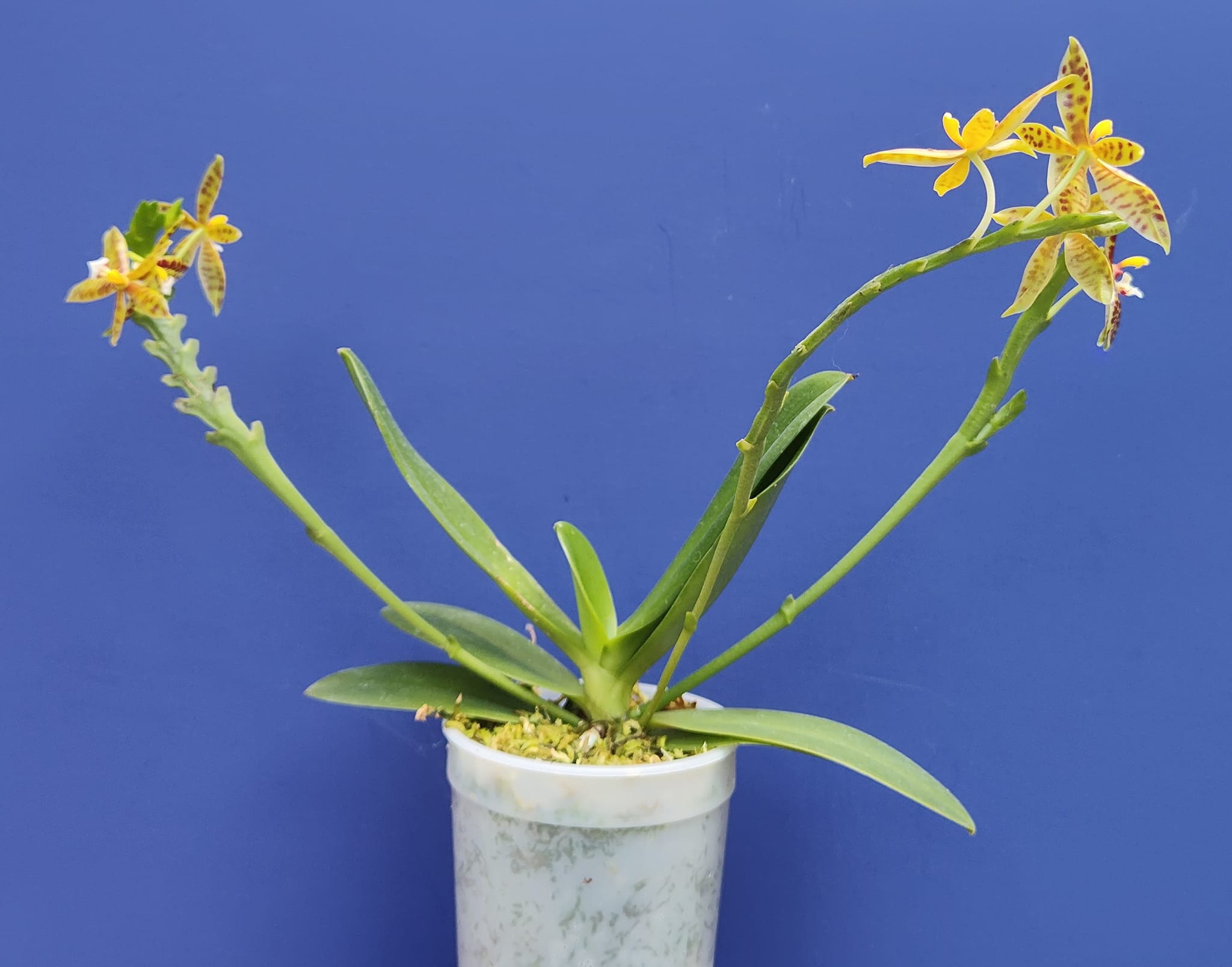 Phalaenopsis lamelligera 'Wilson' orchid blooms
