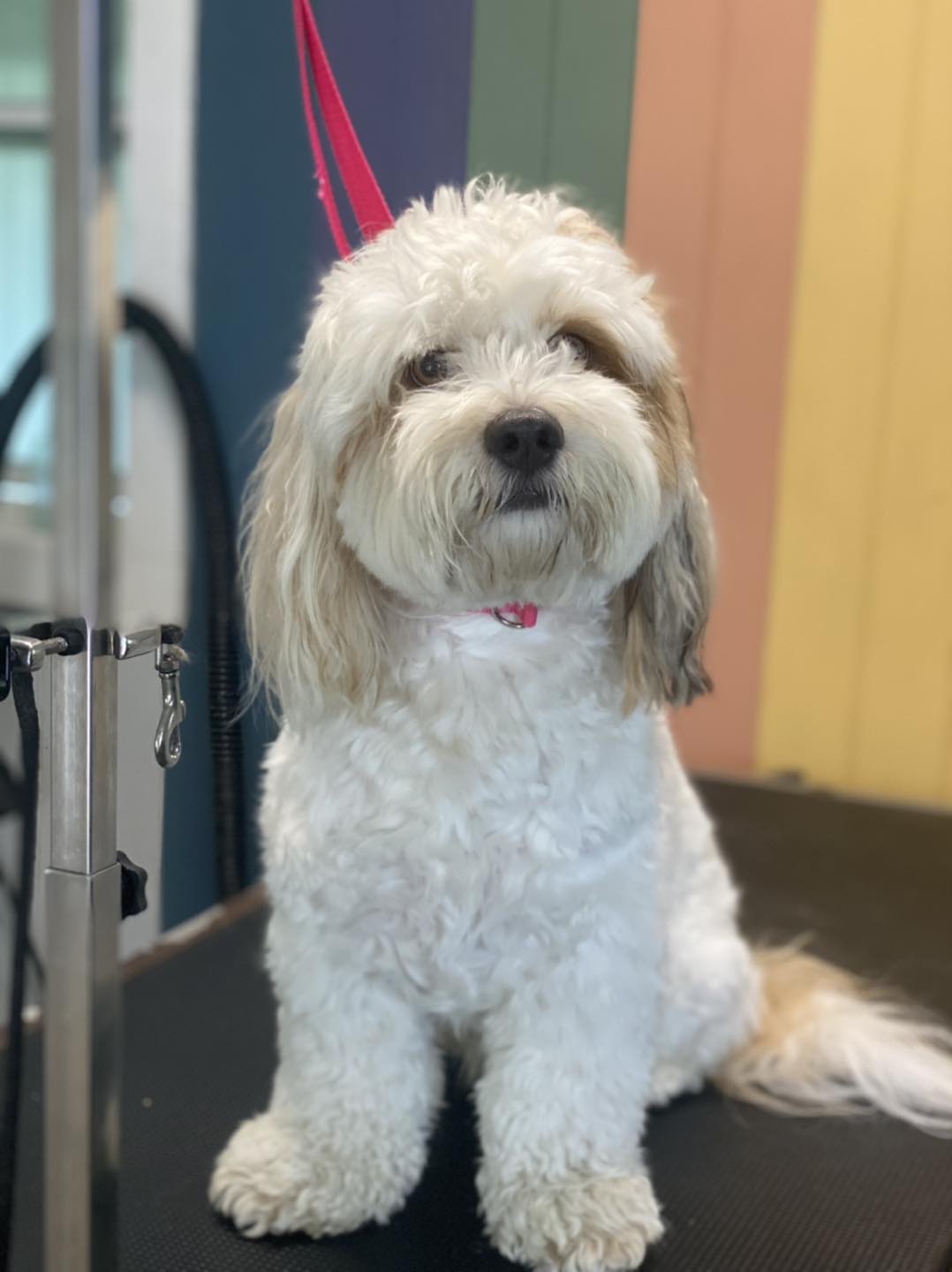 ️🐾 Before and after on chip 🐾 ️ - Ruff Cuts Grooming