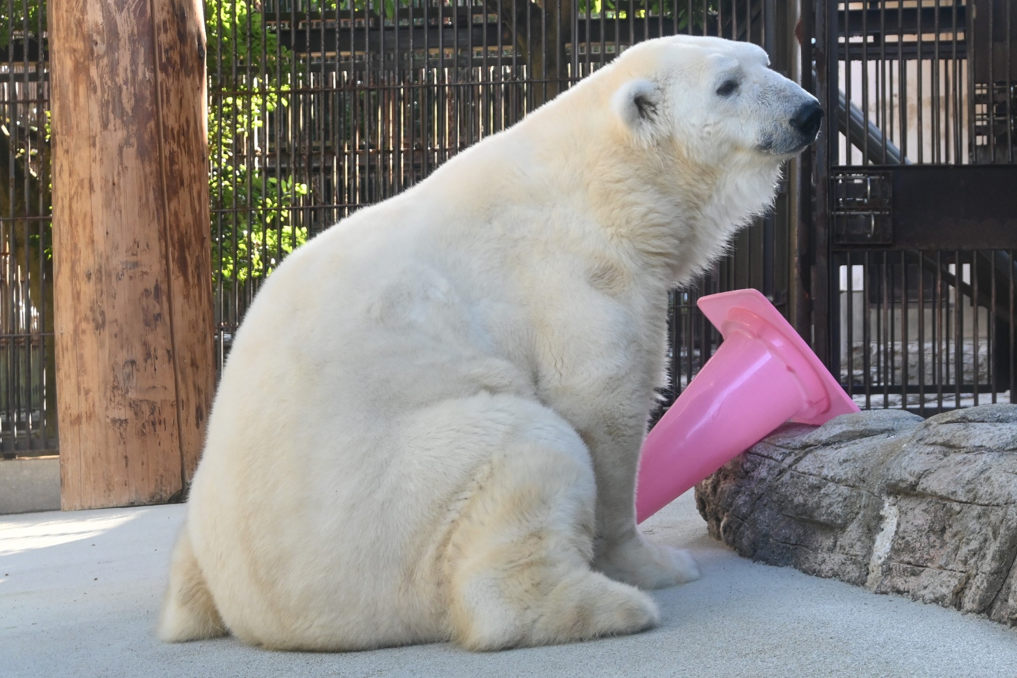 愛媛県立とべ動物園 - 12月2日(土)に #ホッキョクグマ の #ピース
