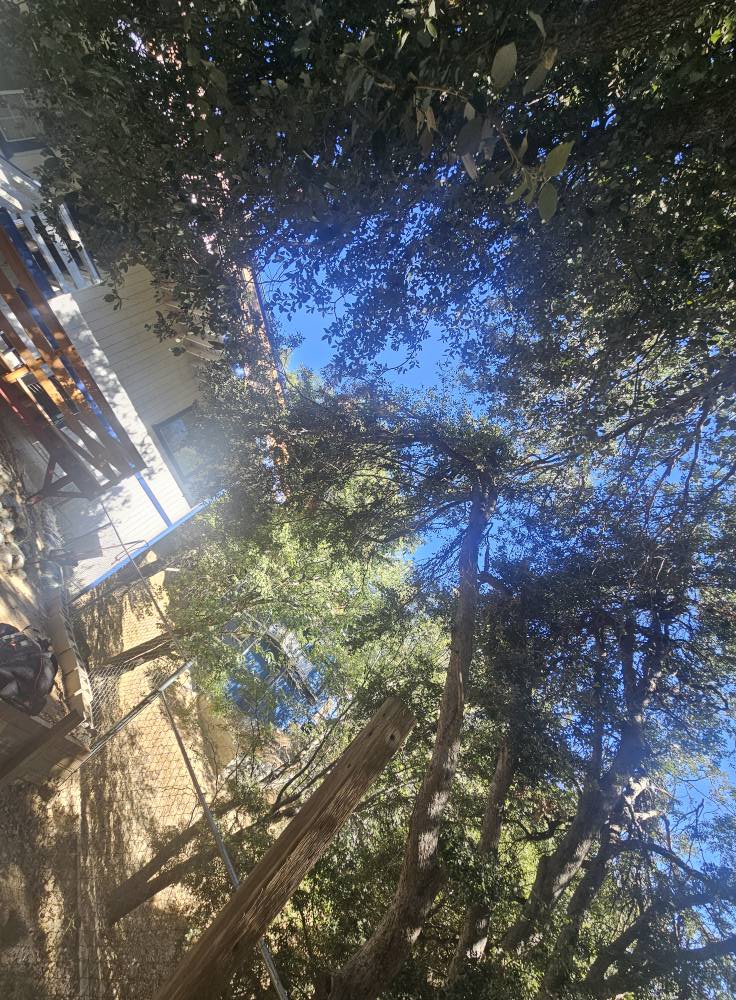 ACL Tree Works - ACL Tree Works added a new photo.