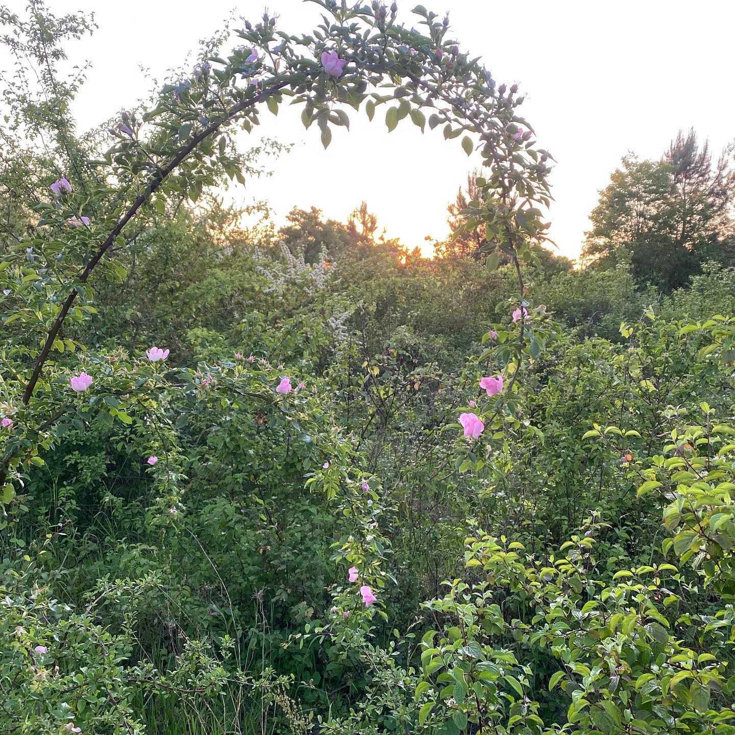 Merci Nature - Petit tour du soir dans la partie sauvage du terrain ...