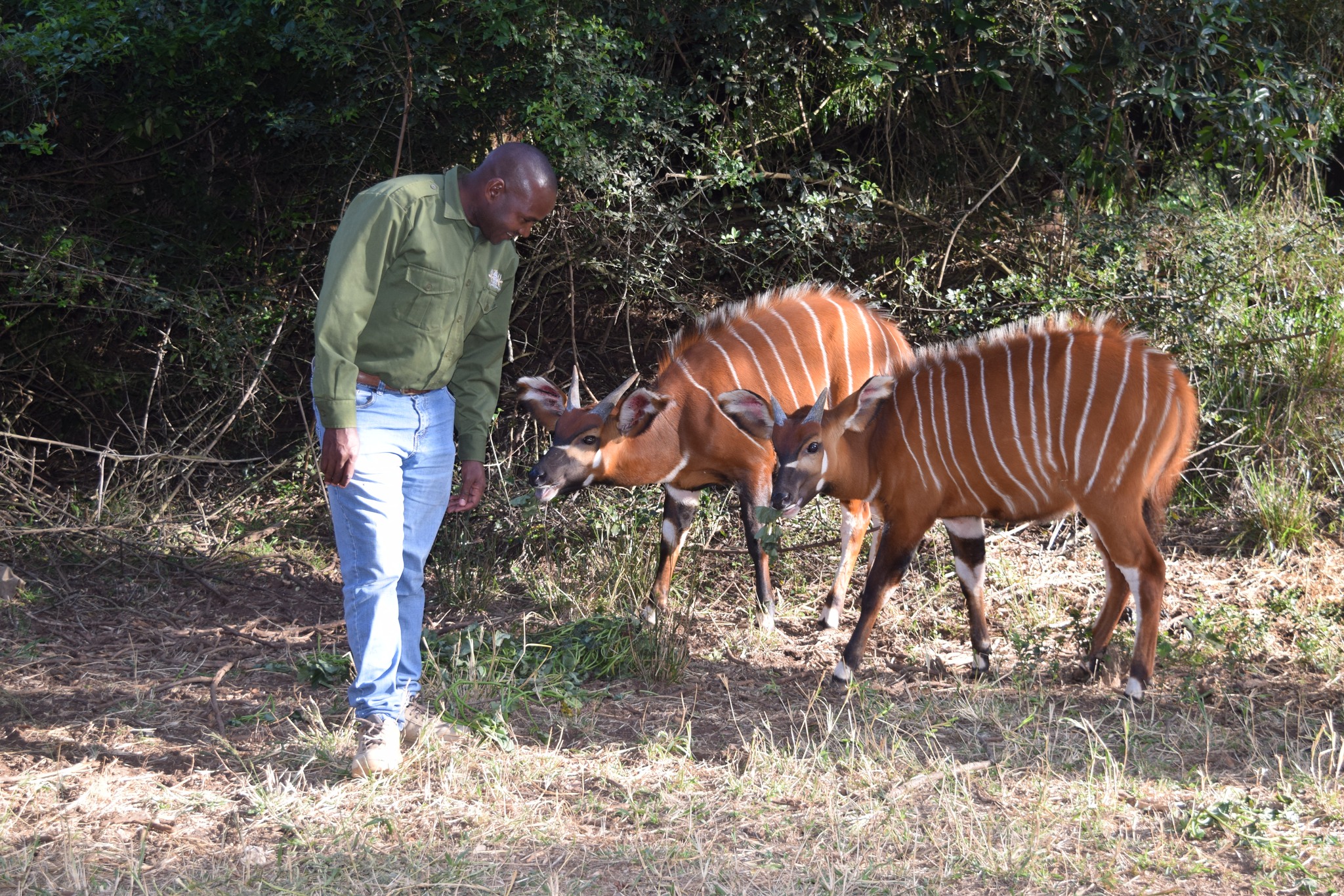 Mt. - We are celebrating 20 Years of the Mountain Bongo breeding and ...