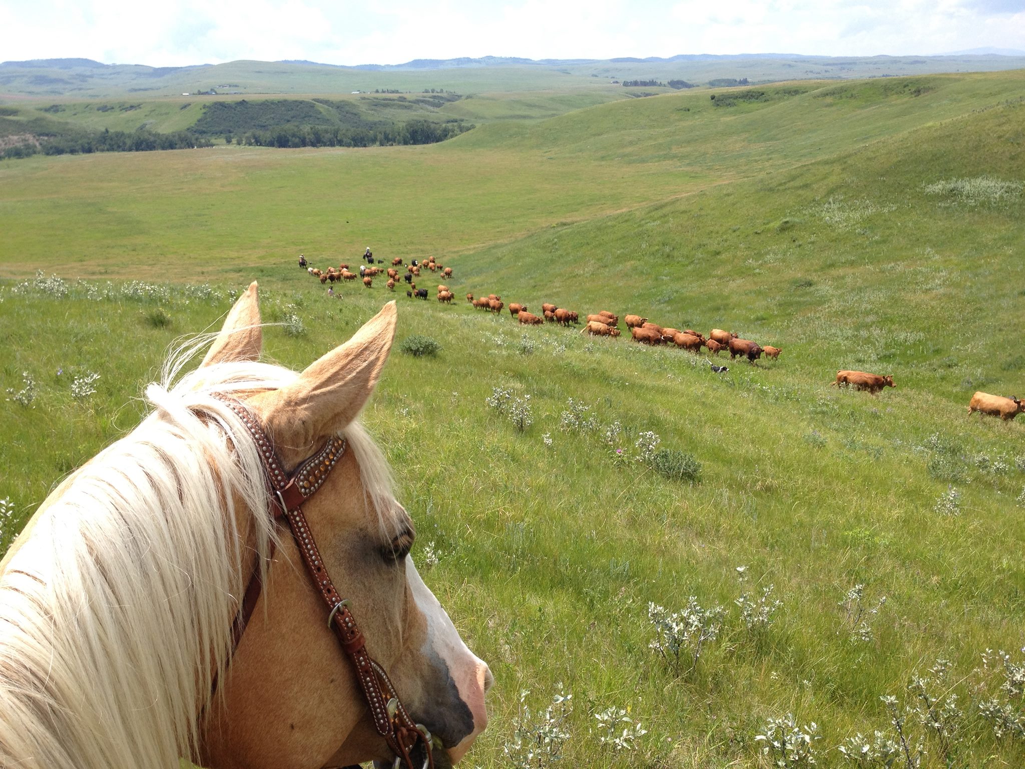 Oxley Ranch Tours & Cattle Co.