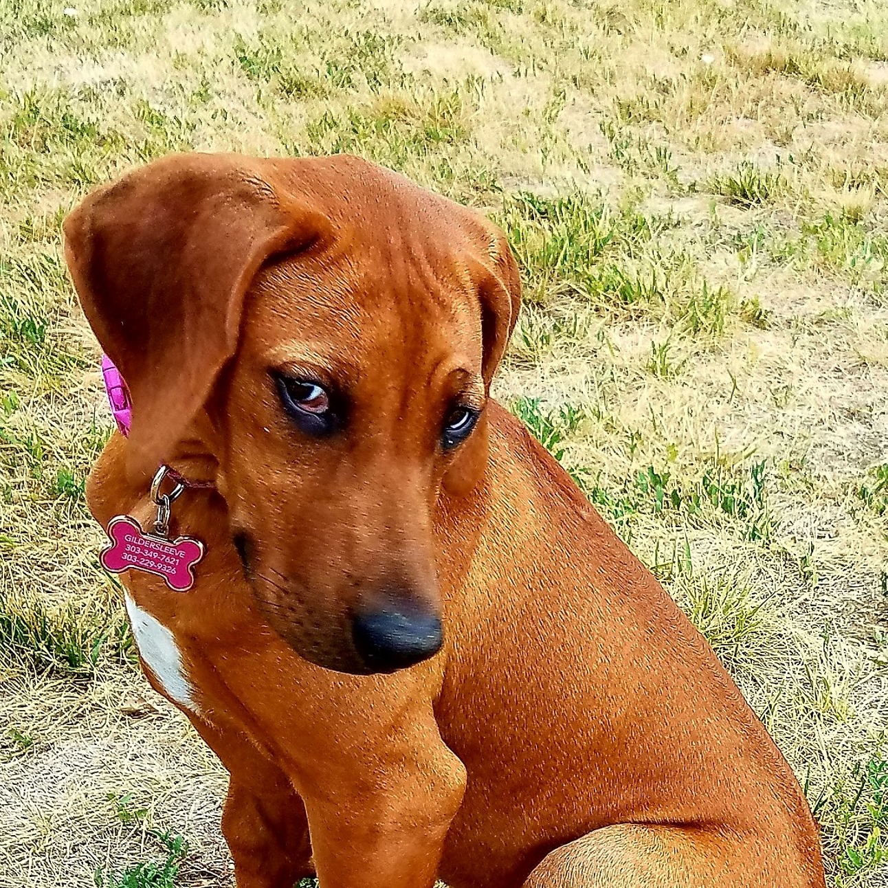 Lookout Ridge... - Lookout Ridge Rhodesian Ridgebacks