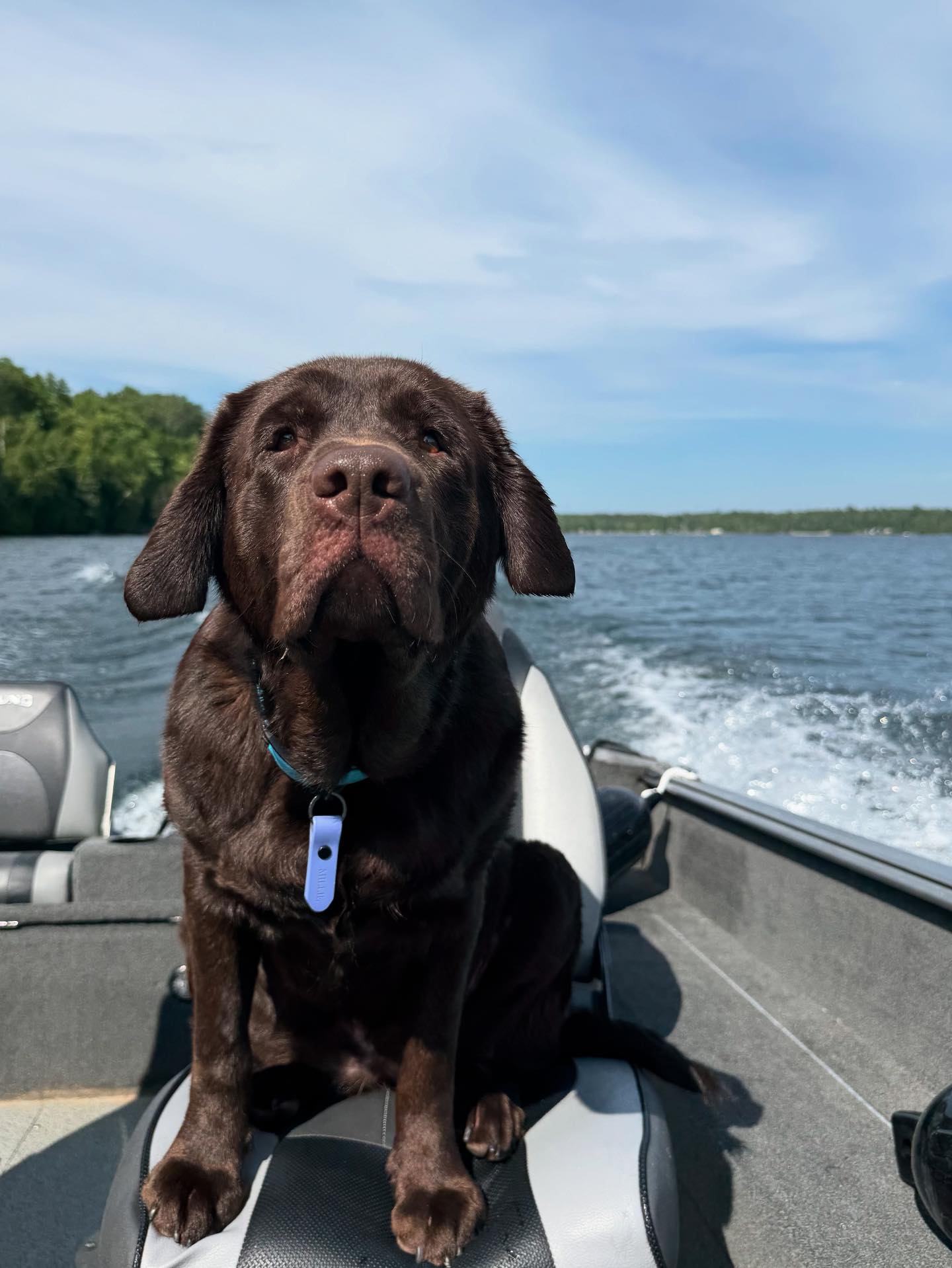 The.lab.millie - Happy Friday!!!🩵🌊 • • • • • #thelabmillie #labs #labs ...