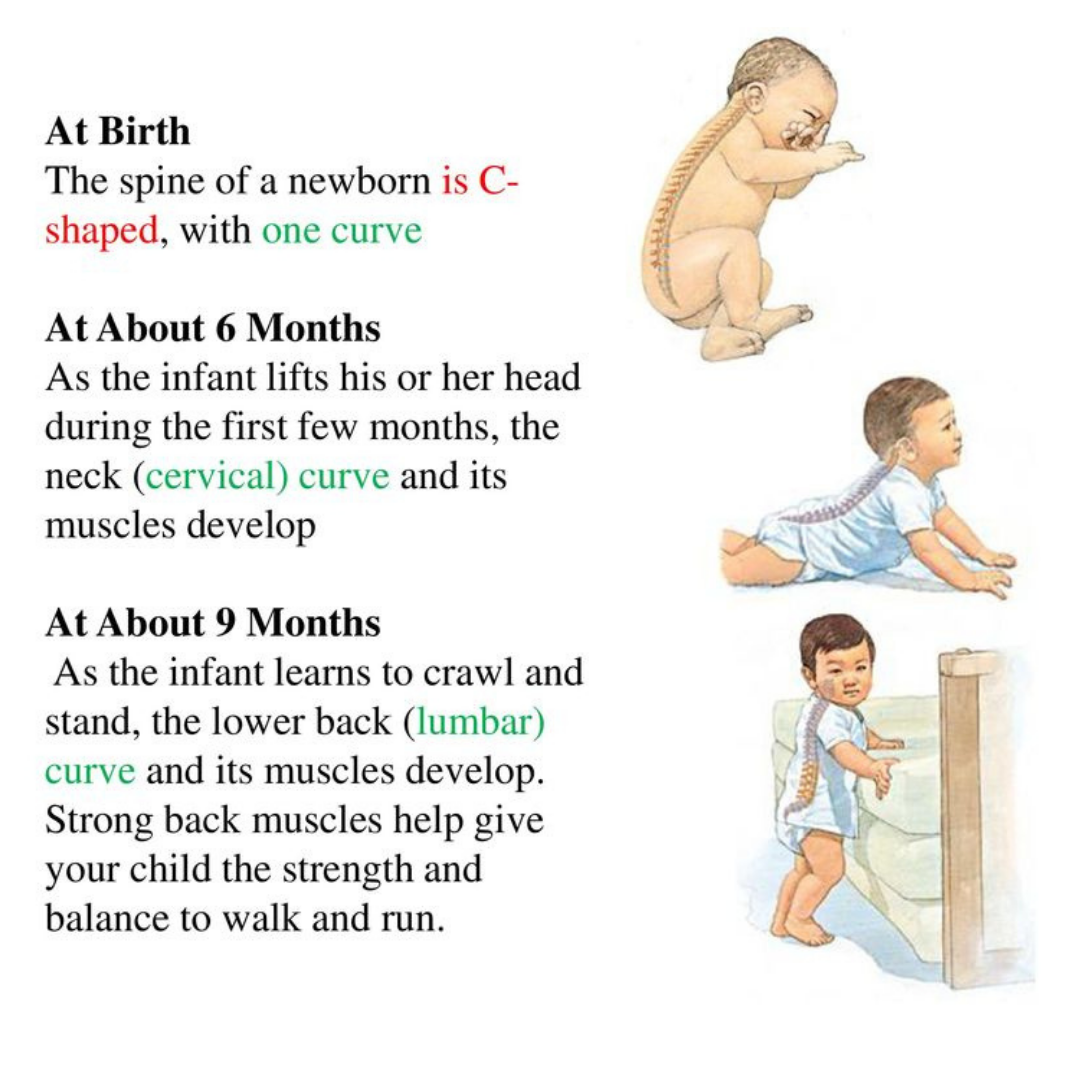 Waverley - Spinal development in children 🧒👦👧 Did you know that babies ...