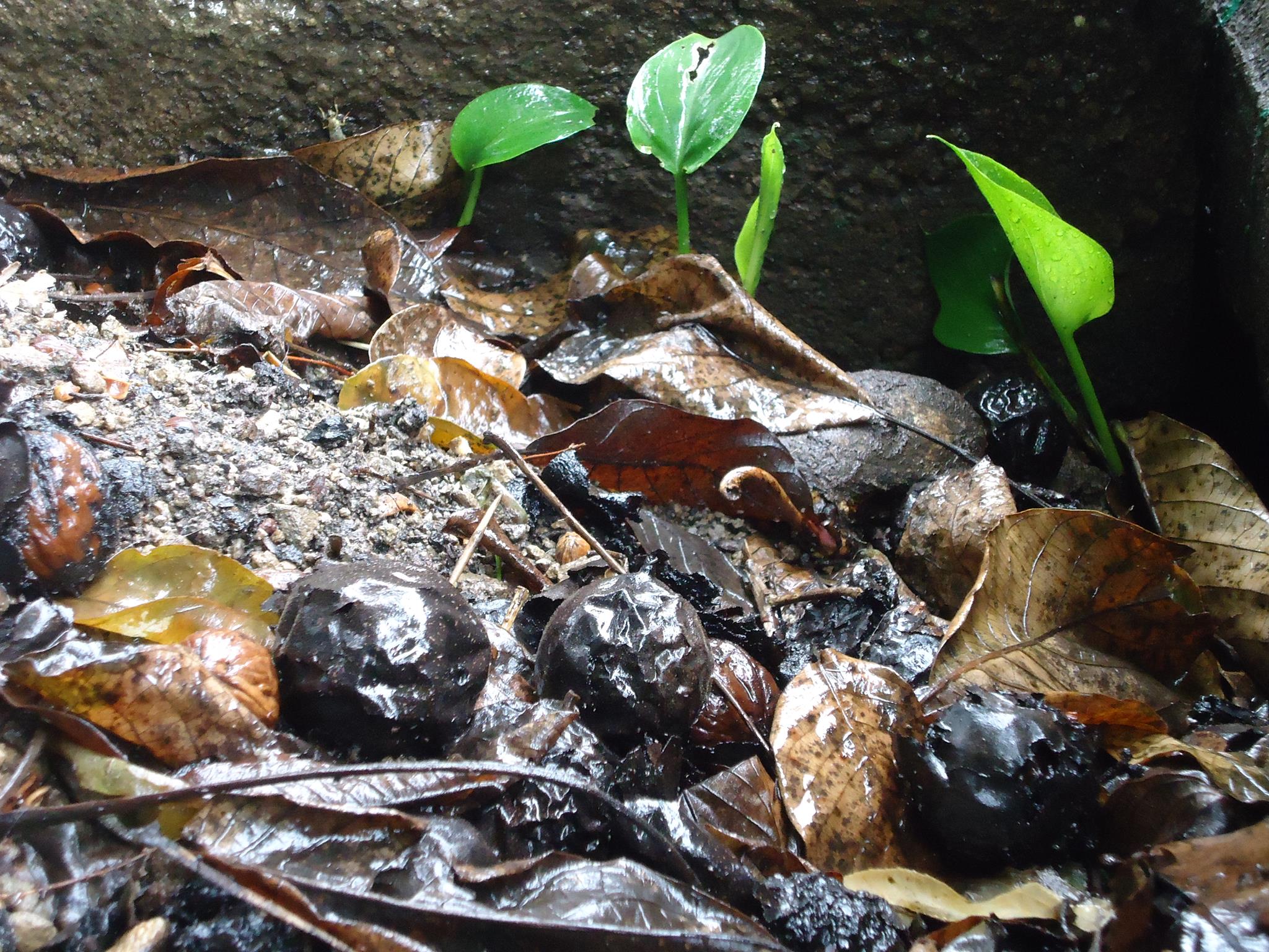 FYLO Fertilizantes y lombrices Orgánicos - Las lombricitas permanecen ...