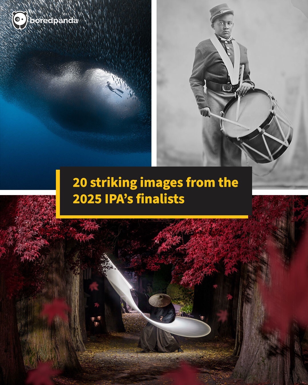 The Humor - 20 striking images from the 2025 IPA’s finalists (link in ...