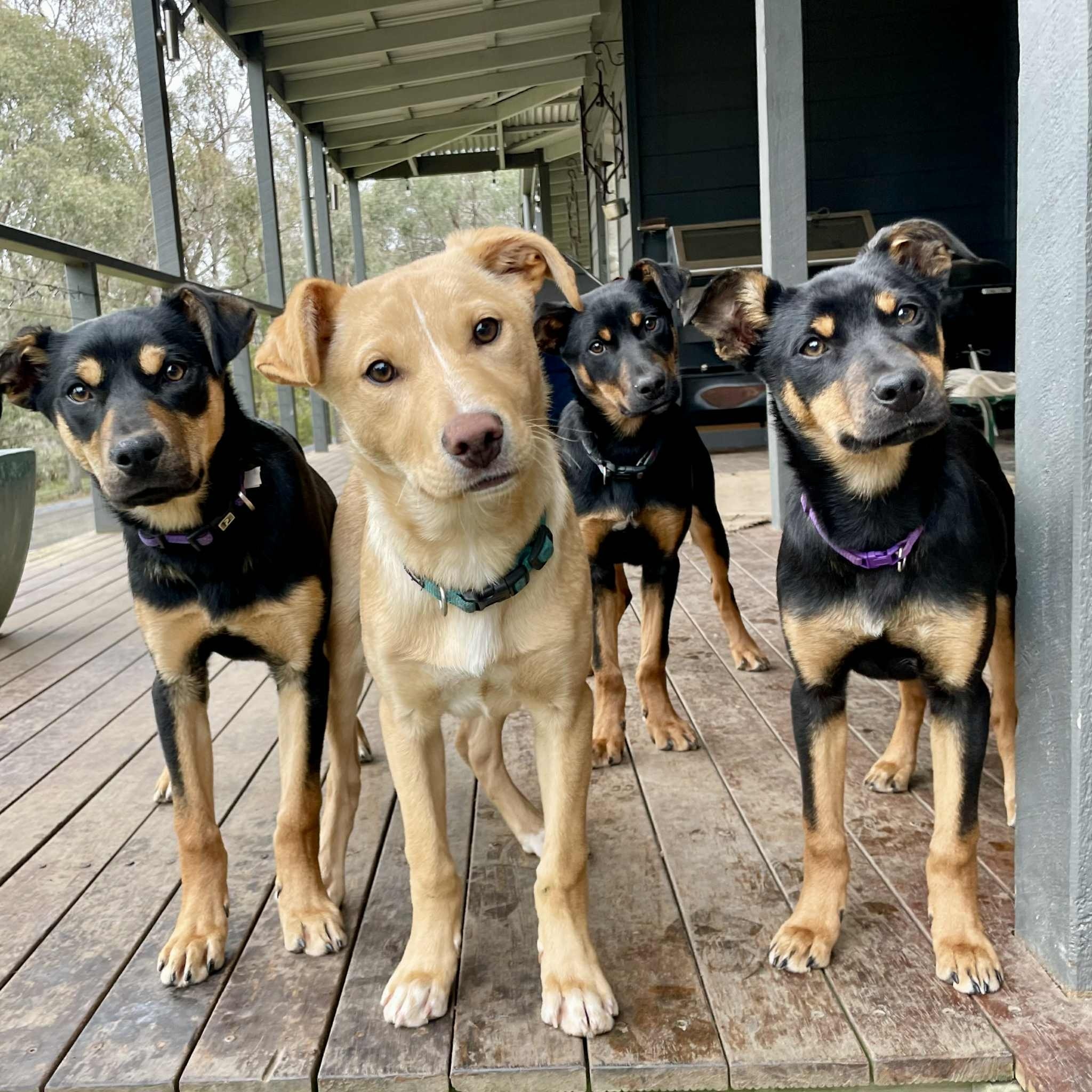 Dogs4Jobs - Meet the Alpine Puppies! 🏔 These 4-month-old kelpies are ...