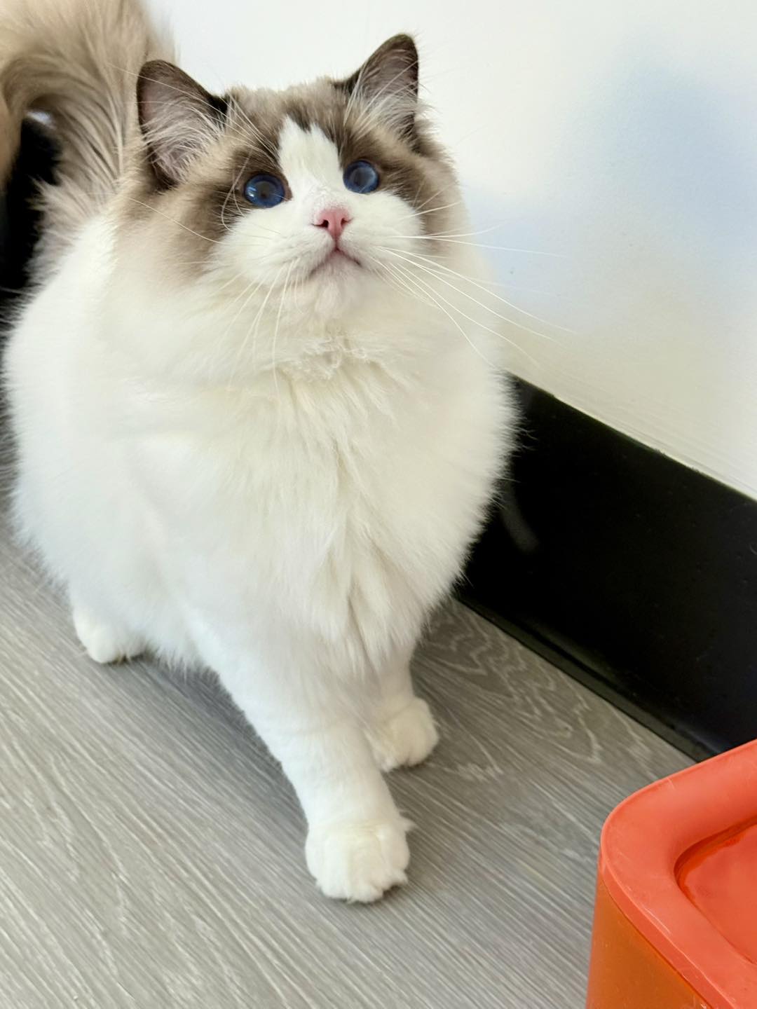Wroxton Ragdolls &... - Wroxton Ragdolls & British Longhair