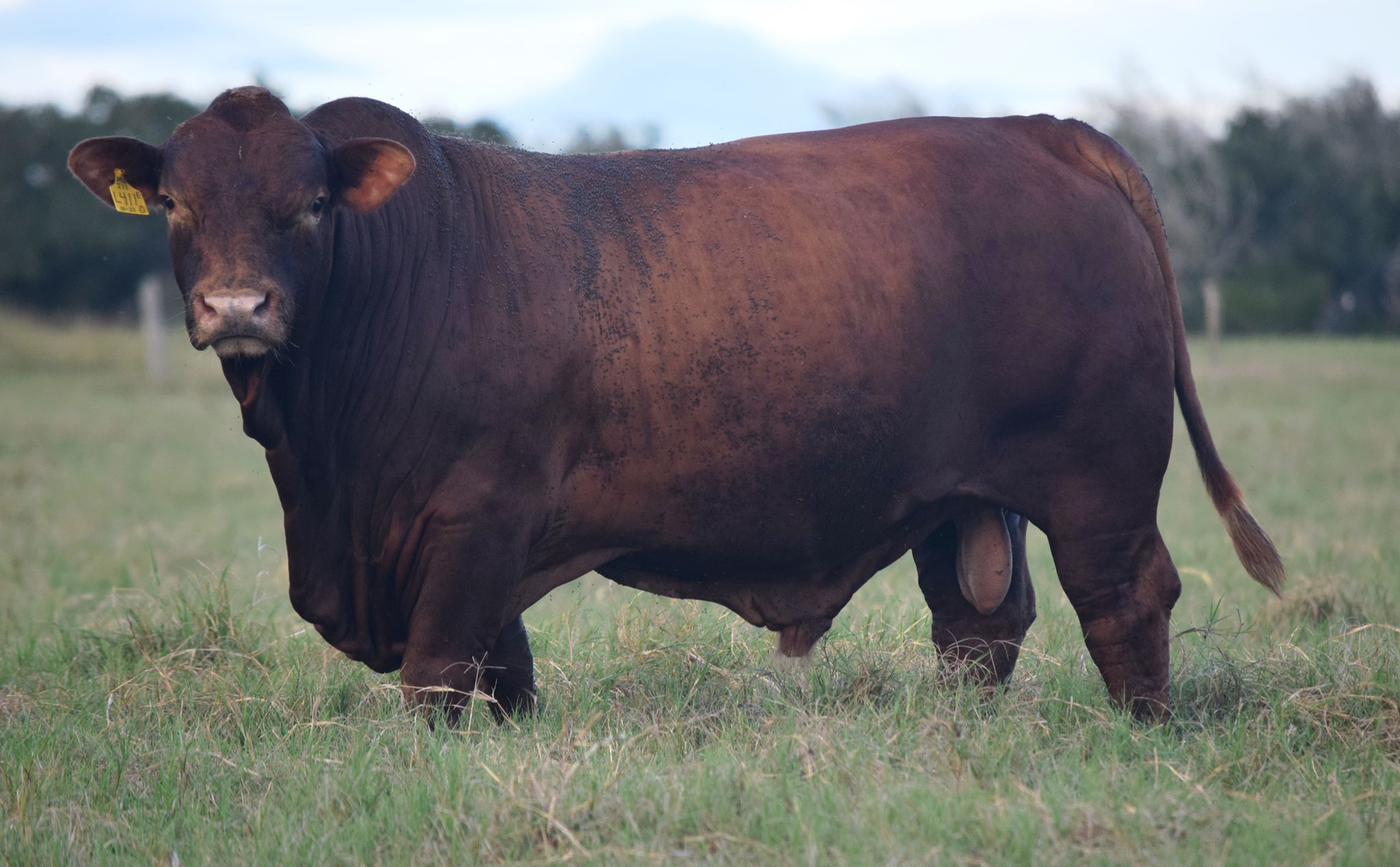 This weekend we added to our herd a great bull purchased at the Collier ...