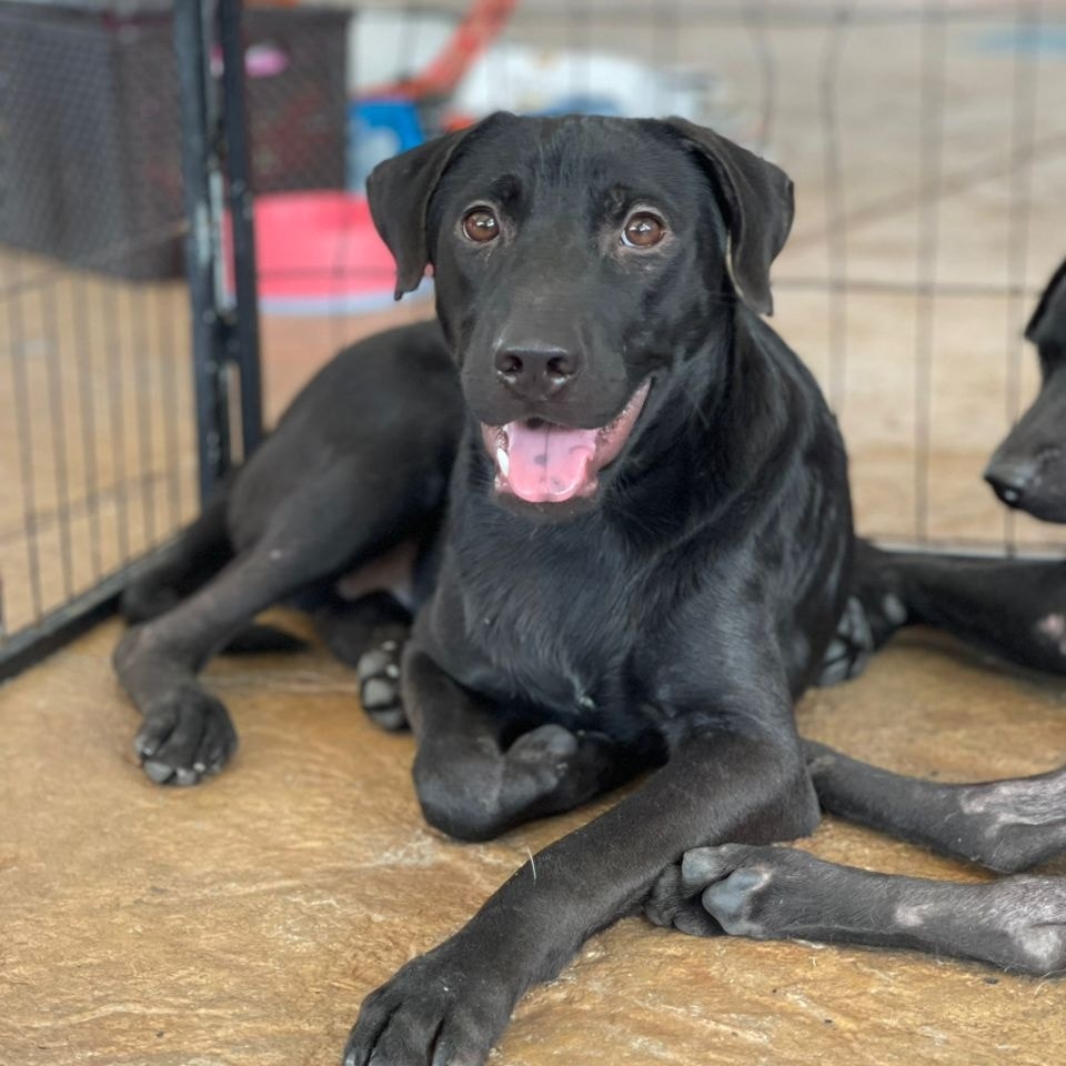 IAPWA - From Unwanted… to Finally Home! 🏡 One of the five pups caught ...