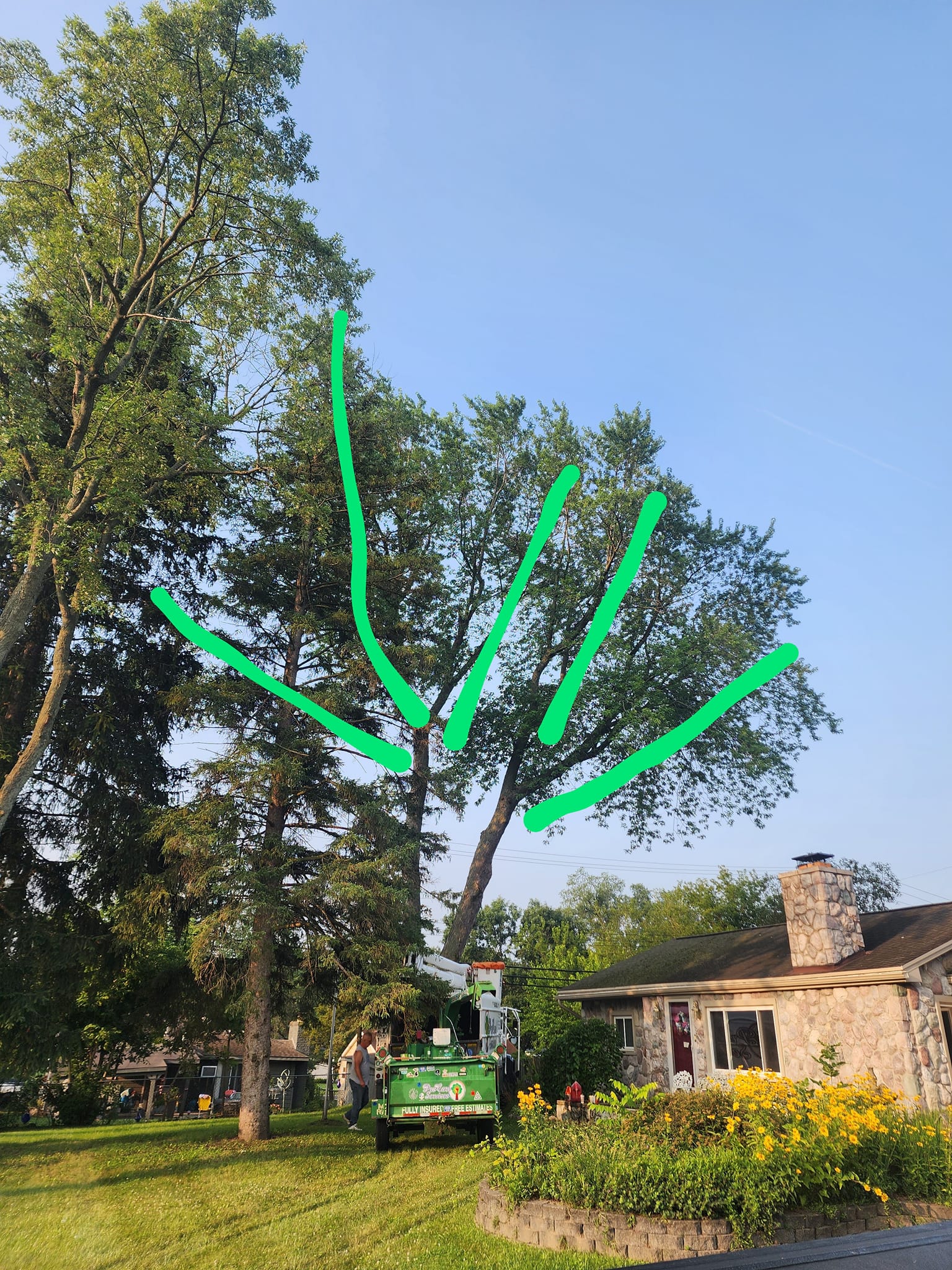 ProCare Tree services | Auburn Hills MI
