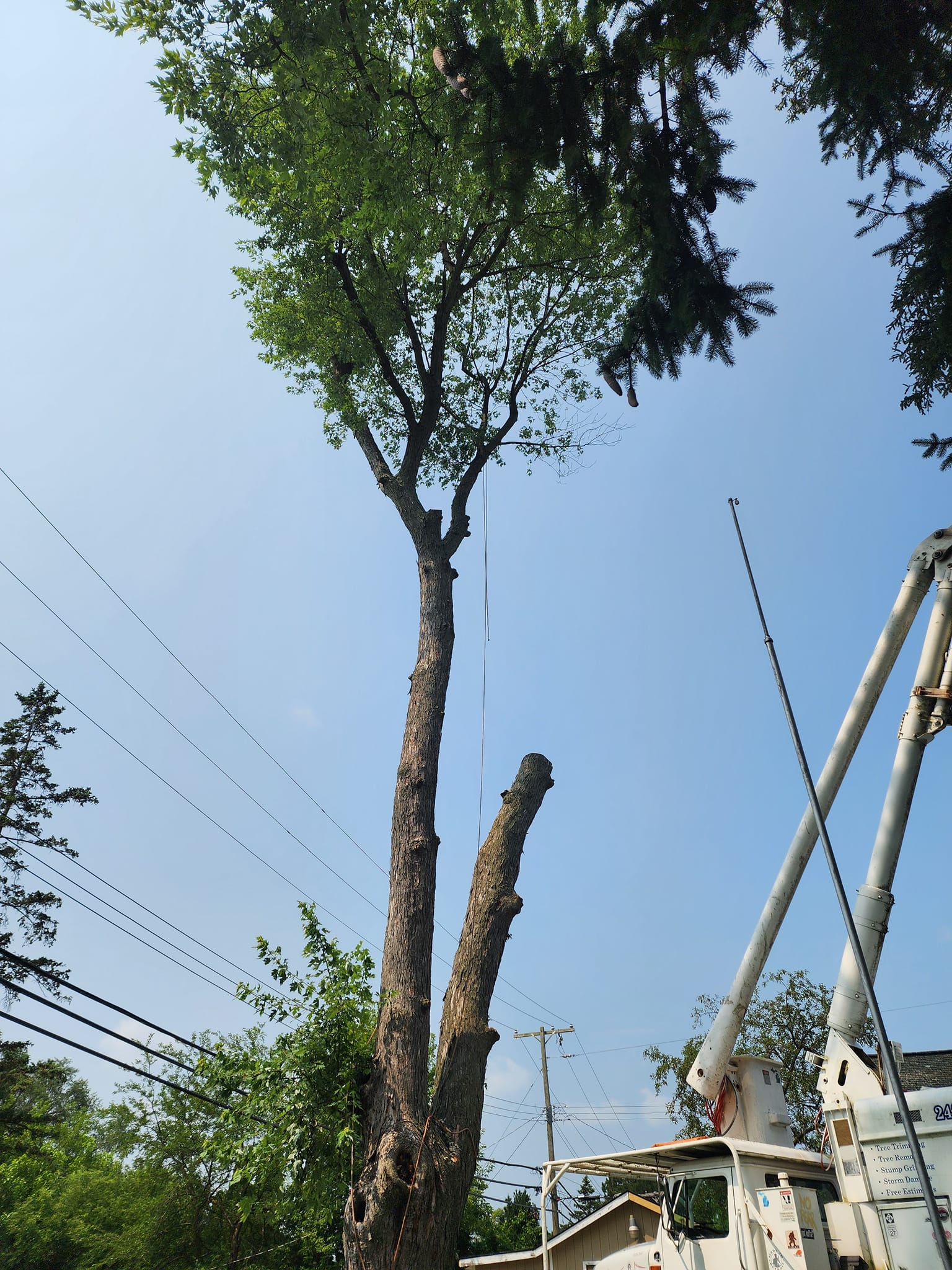 ProCare Tree services | Auburn Hills MI
