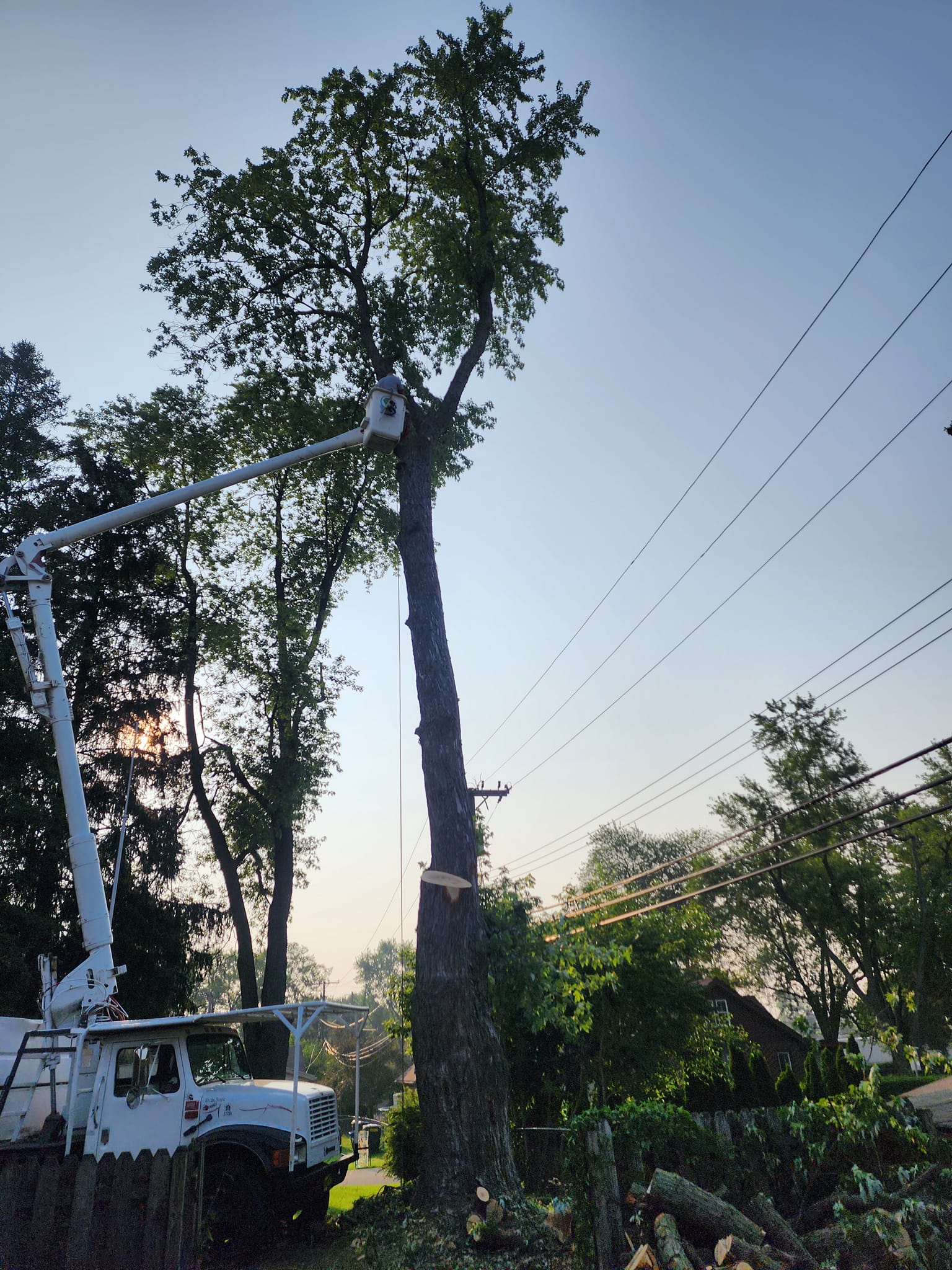 ProCare Tree services | Auburn Hills MI