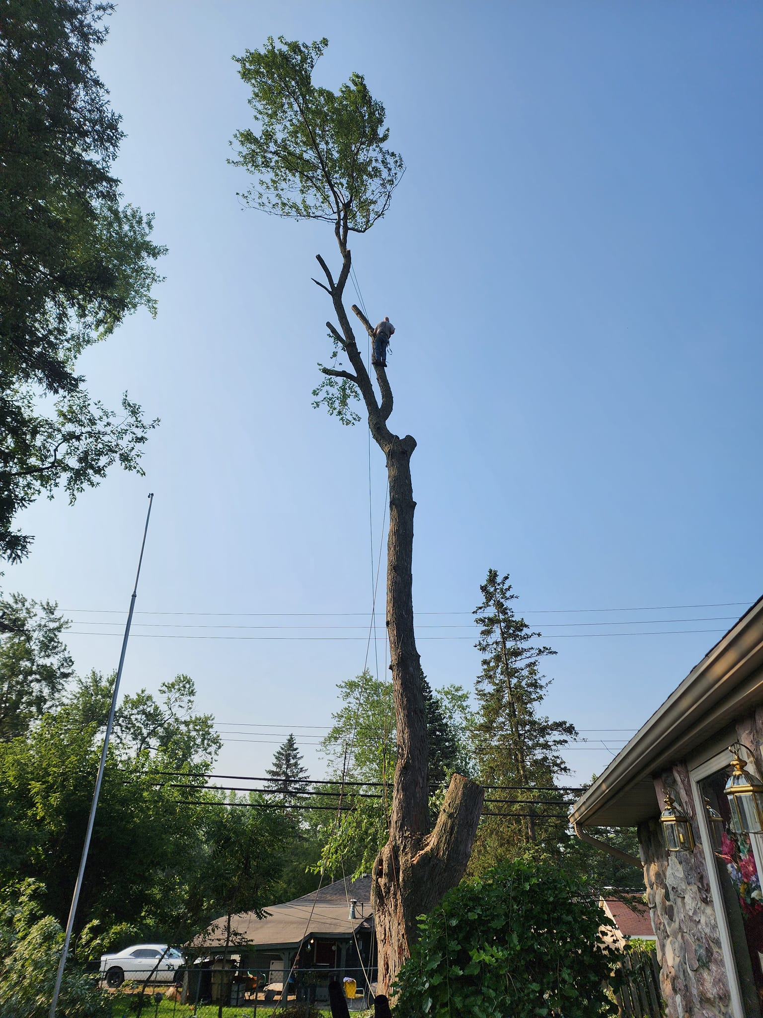 ProCare Tree services | Auburn Hills MI