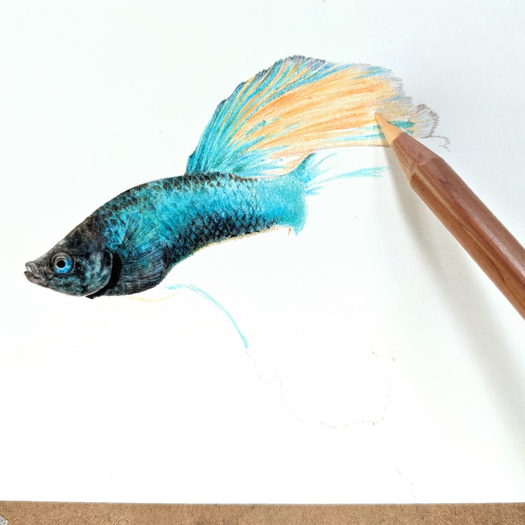 CS Illustrator - The Siamese fighting fish, also known as...