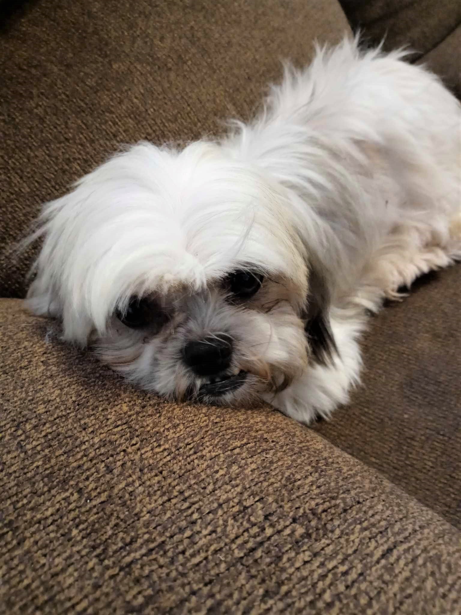 Southern - *** RUBY HAS BEEN ADOPTED !! *** Ruby is a 7 year old female ...