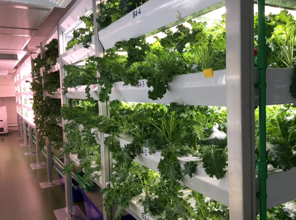 📣🍀📣 ผักเคล ราชินีแห่งผักใบเขียว ของ LED FARM พร้อมเก็บเย็นนี้ 🌿🔆🌿 ...