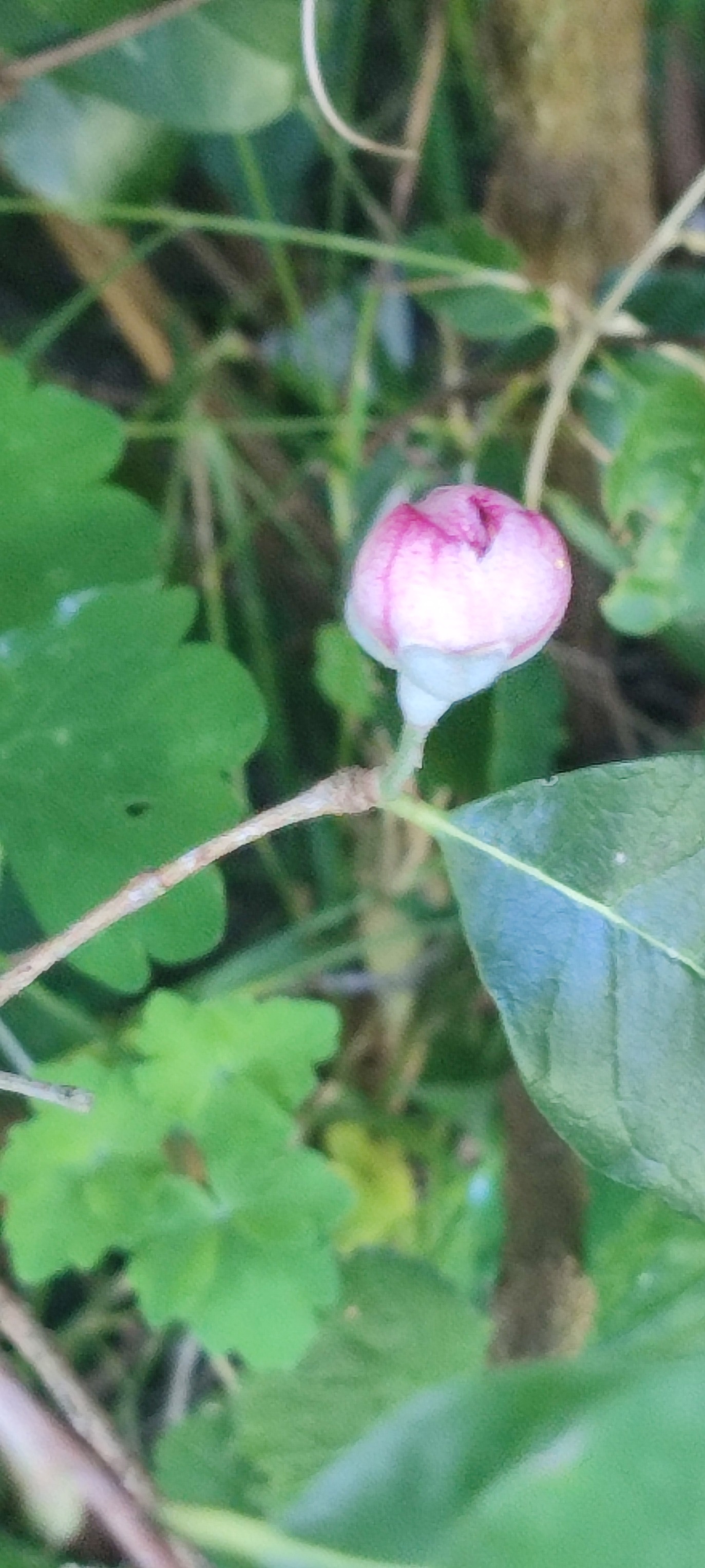 Au Jardin de Flojac