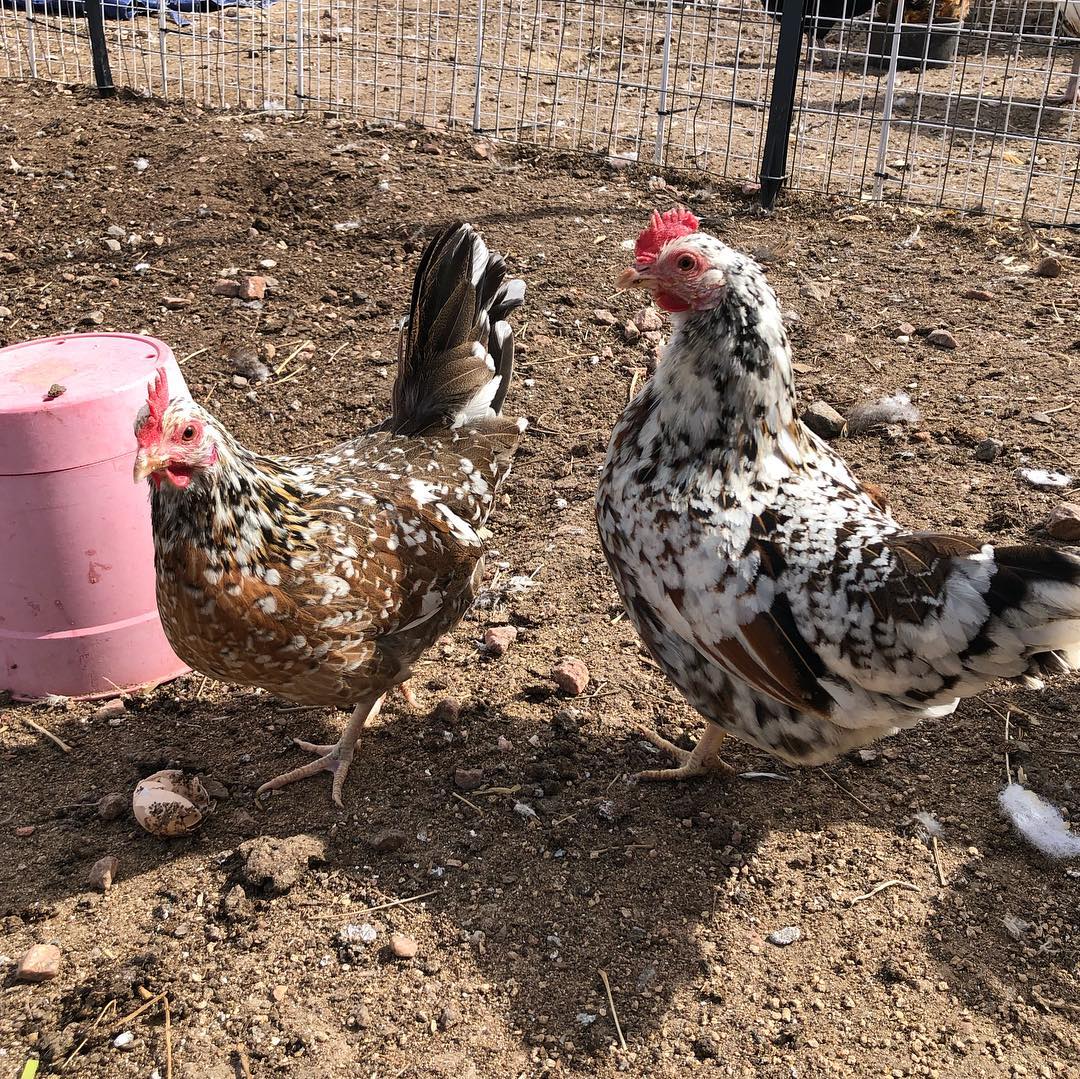 Backfield Farm - We have lots of OD chicks...message the... | Facebook