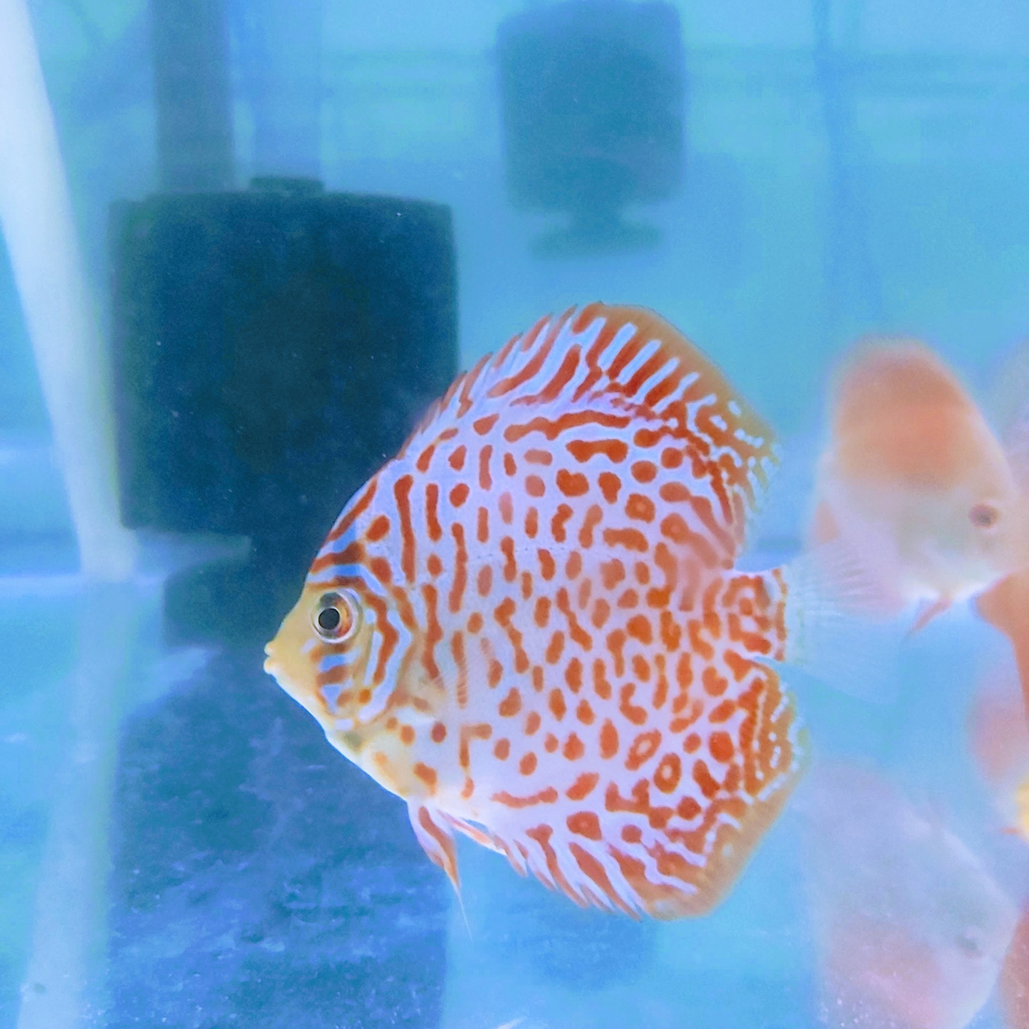 GA Discus - 😎 🐆 🥰 #discusfish #negombodiscus #discuslanka... | Facebook