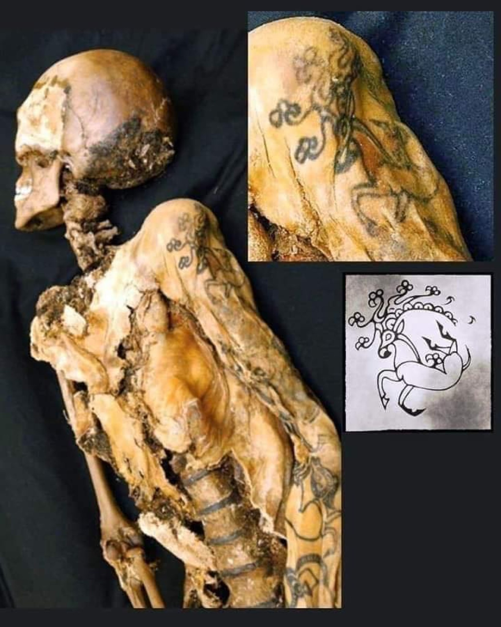 Ancient Scythian tiger tattoo on a male mummy