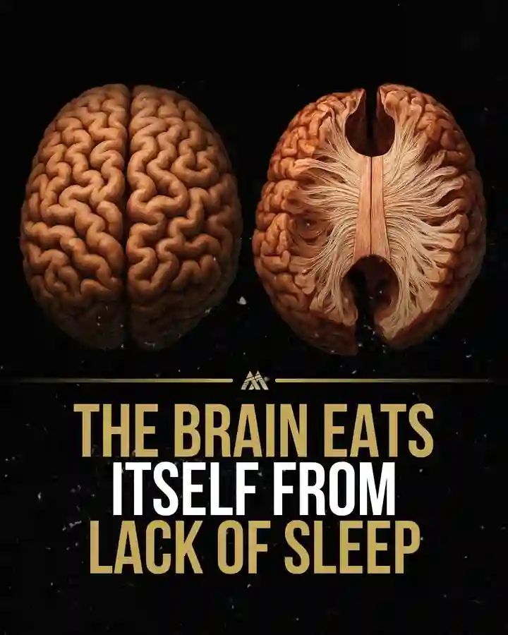 😴 Ever wonder what your brain does when you're running on zero