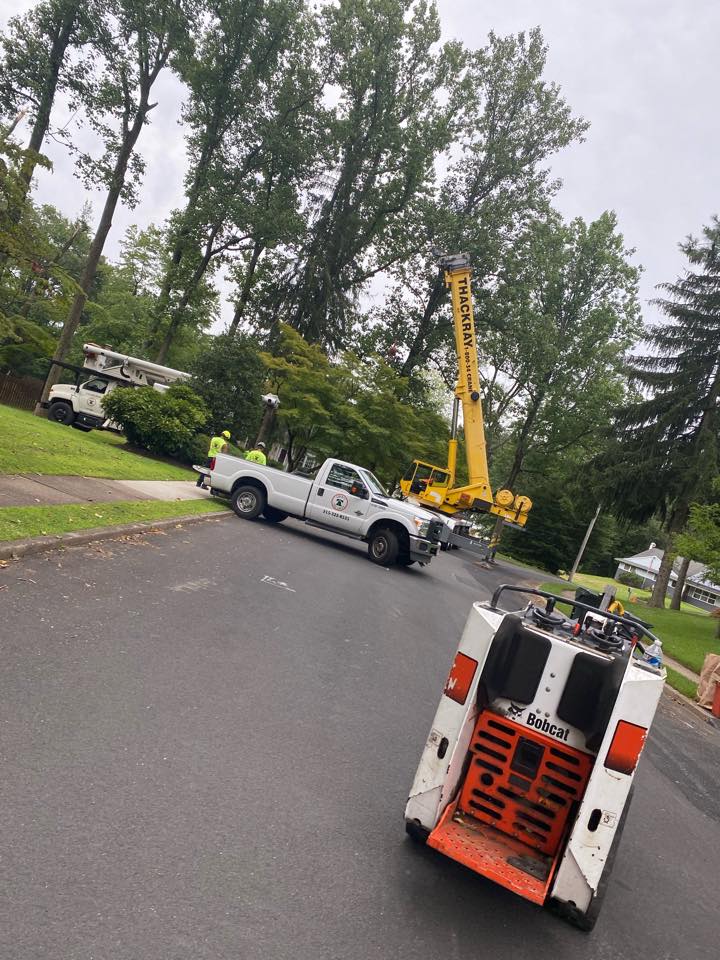Liberty Tree Service | Huntingdon Valley PA
