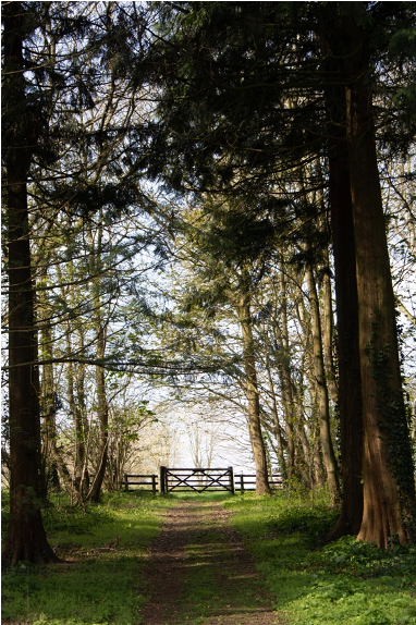 Arc Pathway - Three fascinating facts about green spaces!... | Facebook