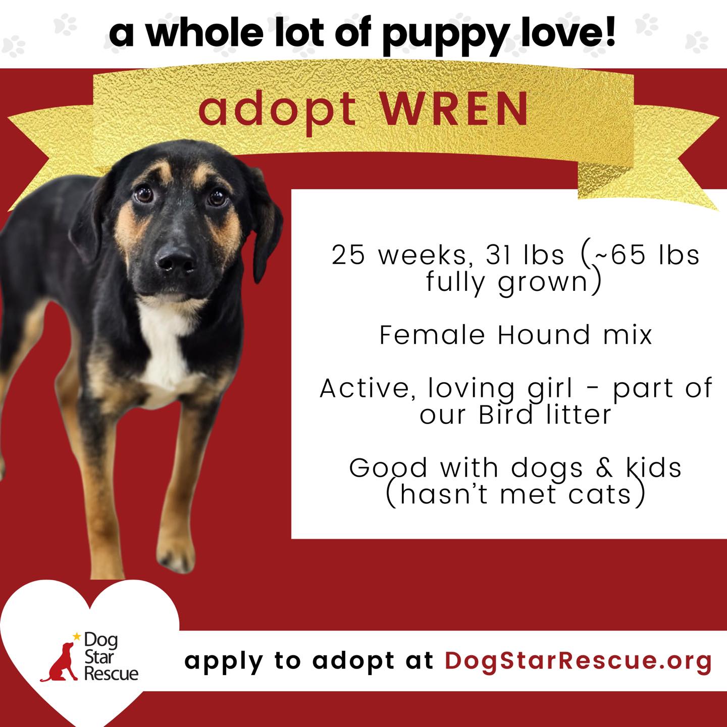 Dog Star Rescue - Cuteness incoming! We have so many... | Facebook